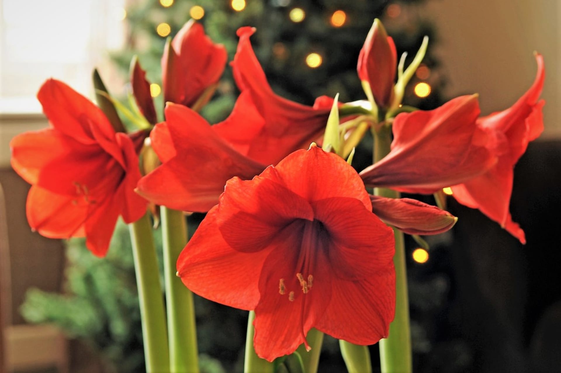 Květní stonek nese 3–6 květů s průměrem kolem 18 centimetrů a je dutý. Tyčinky z květu, který nijak nevoní, vyčnívají ven. Hvězdník má během kvetení listy.