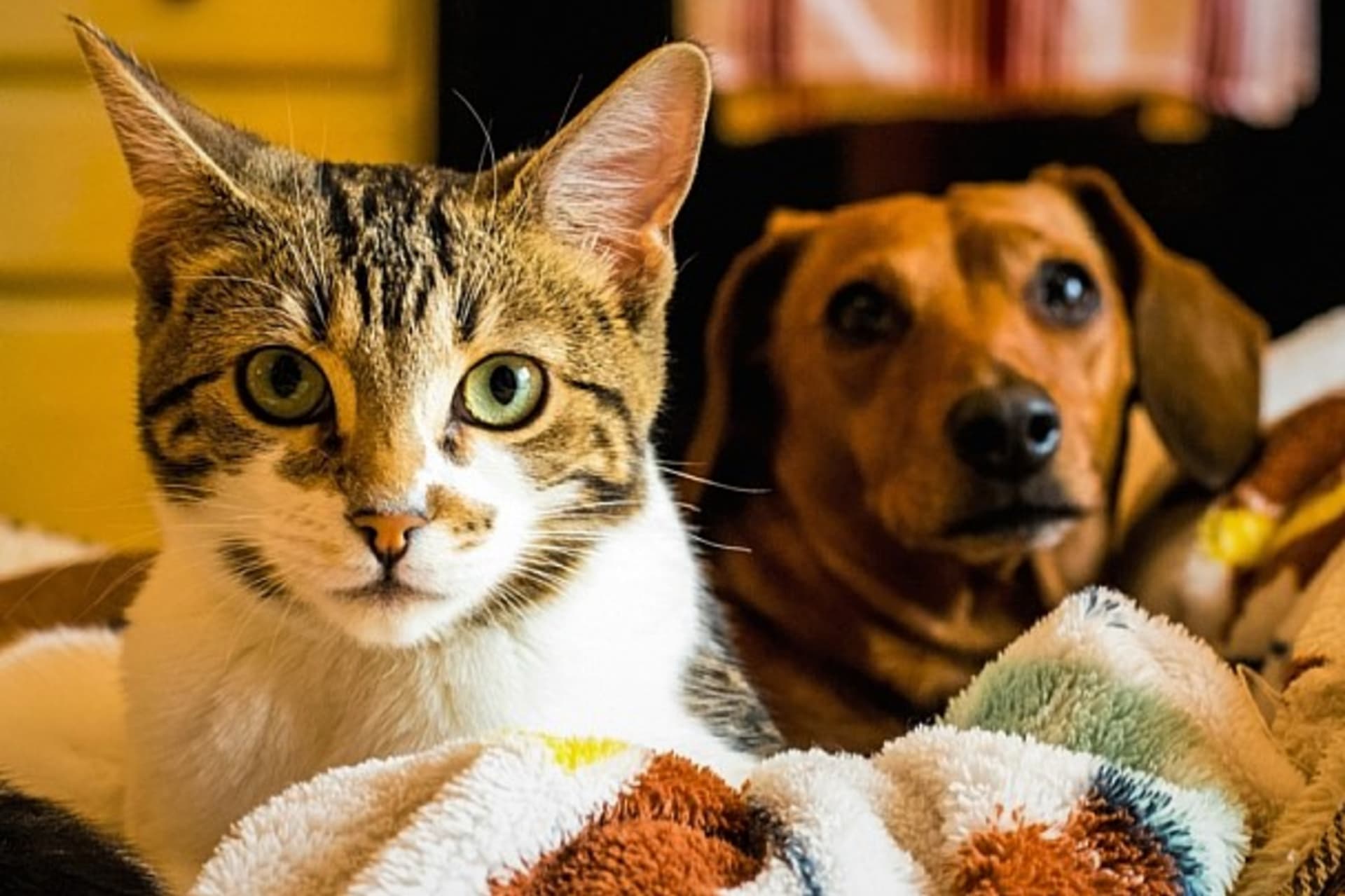 Pes, kočka a člověk v jednom bytě 2