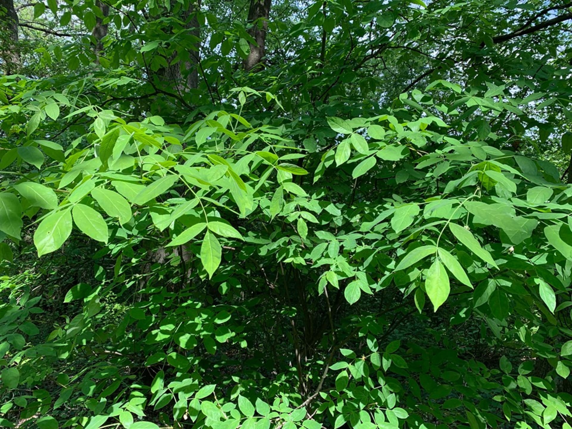 KKlokoč zpeřený (Staphylea pinnata)