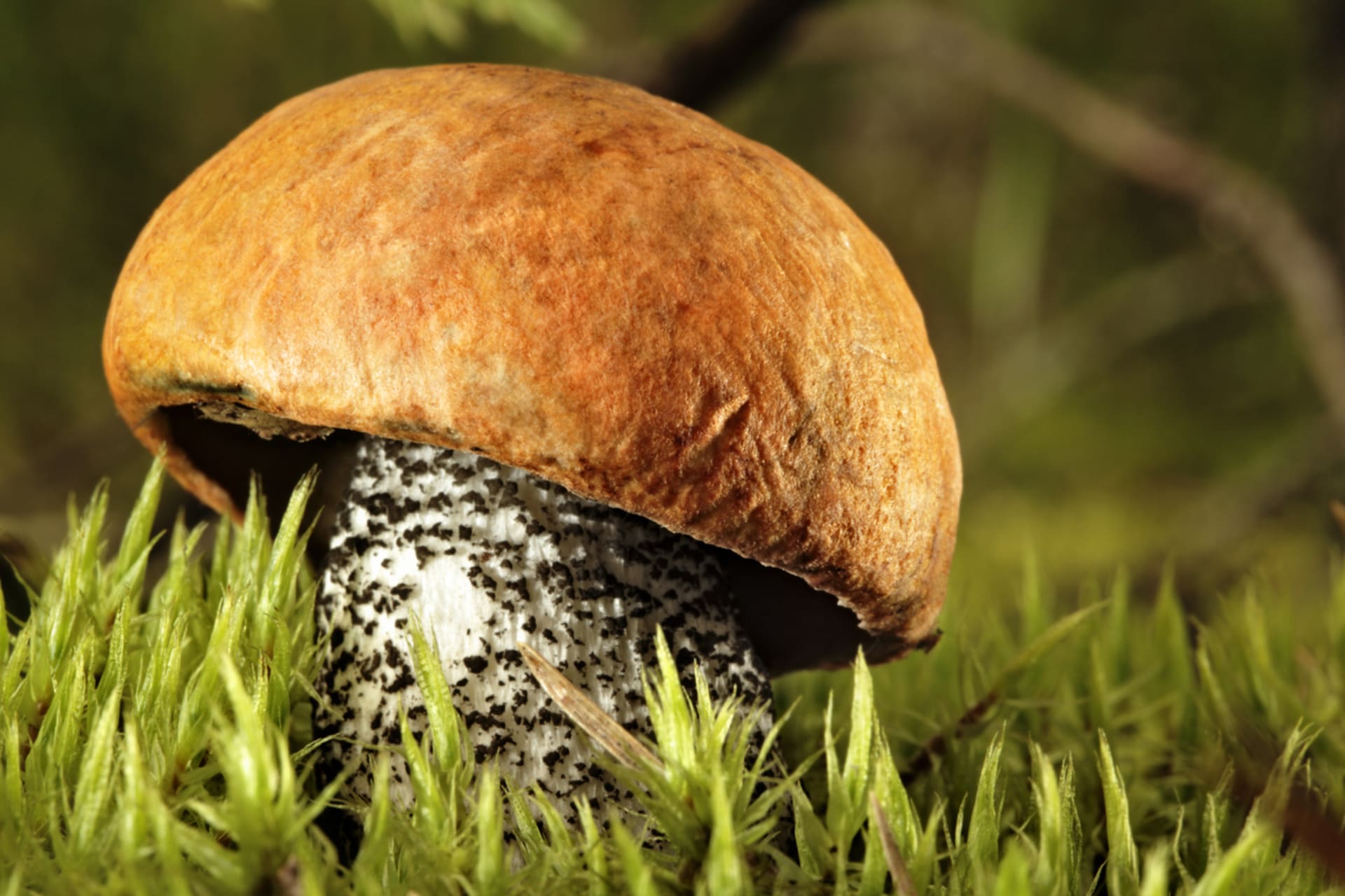 Křemenáč smrkový je nepřehlédnutelná houba, která miluje pozornost. 