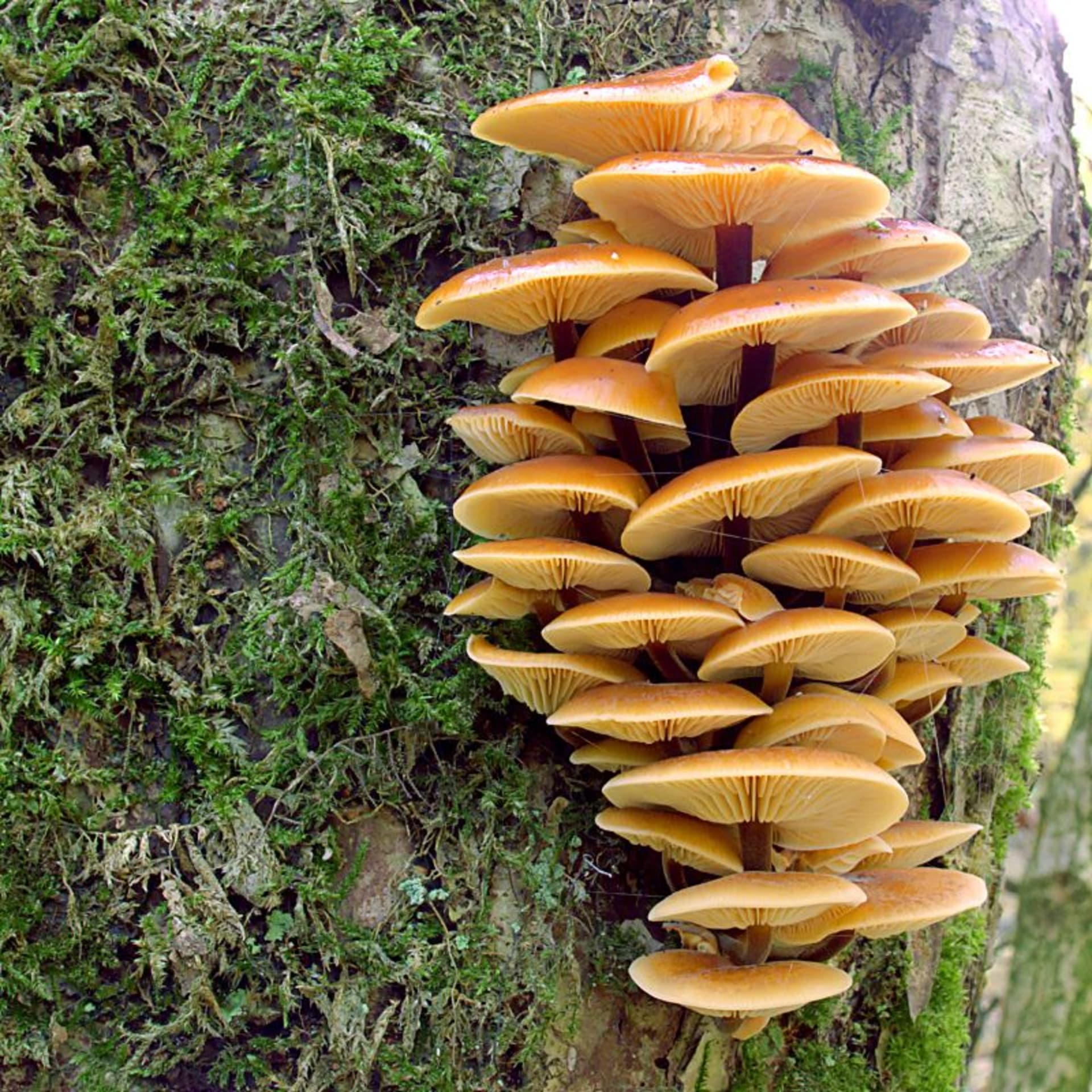 Podzimní houby - Obrázek 12 - Penízovka sametonohá (Flammulina velutipes)