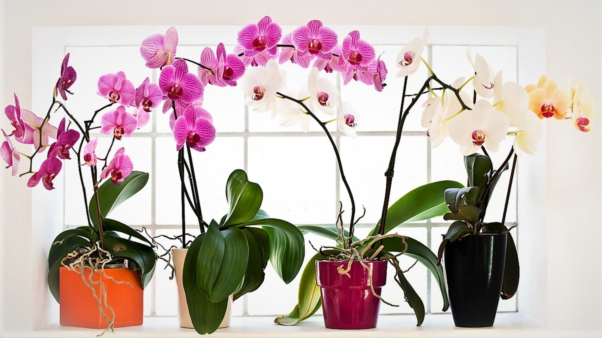 Atraktivní orchidej Phalaenopsis (česky můrovec) se bezvadně uplatní v moderním pojetí českých Vánoc. Patří k odolnějším druhům a je vhodná i pro pěstitele začátečníky.