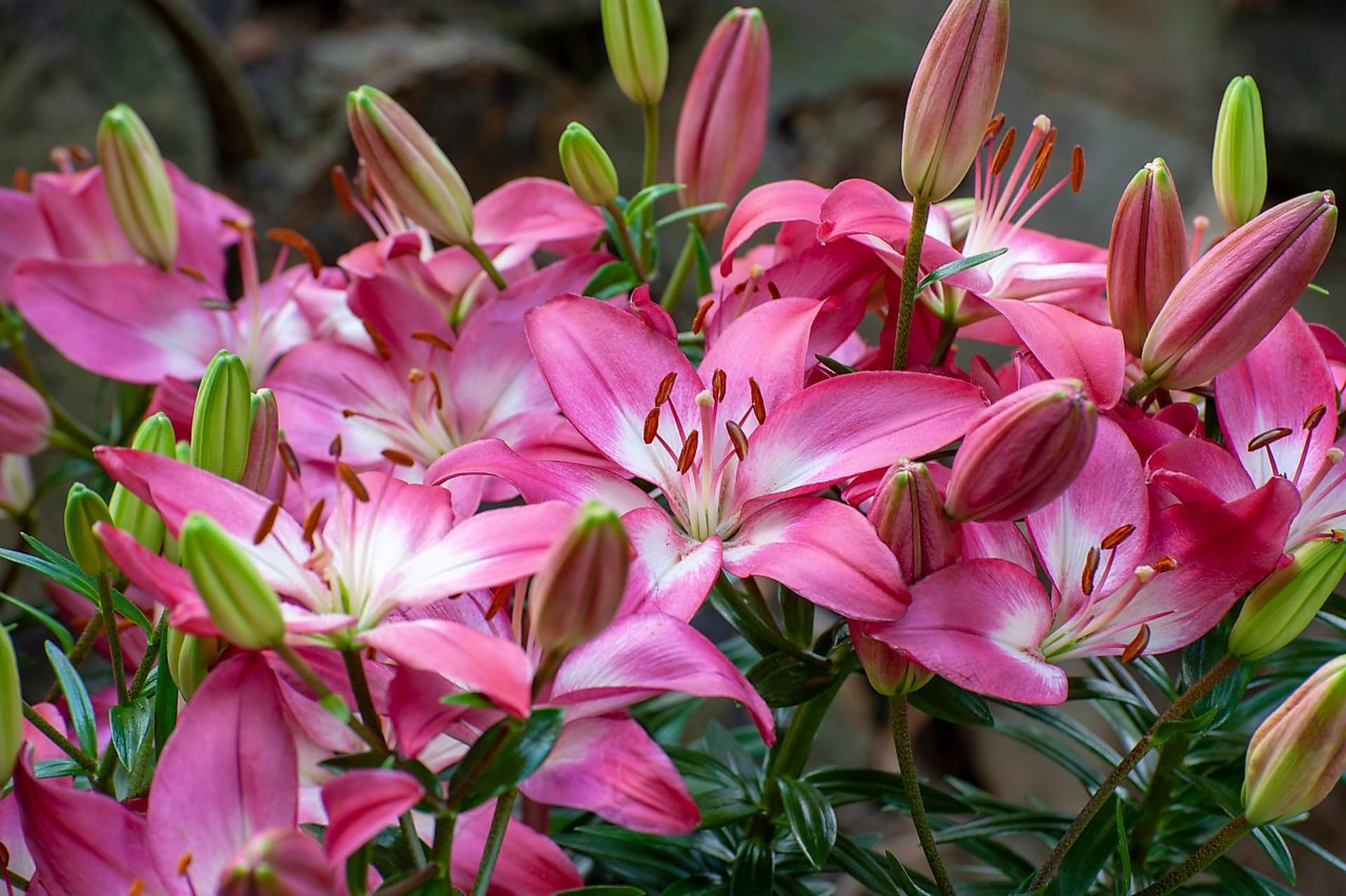 Šest nejkrásnějších letních cibulovin: Lilie (Lilium) patří bezesporu ke skvostům zahrad a balkonů, a to hlavně díky exoticky honosné kráse květů. Existuje mnoho různých skupin, druhů a kultivarů. 