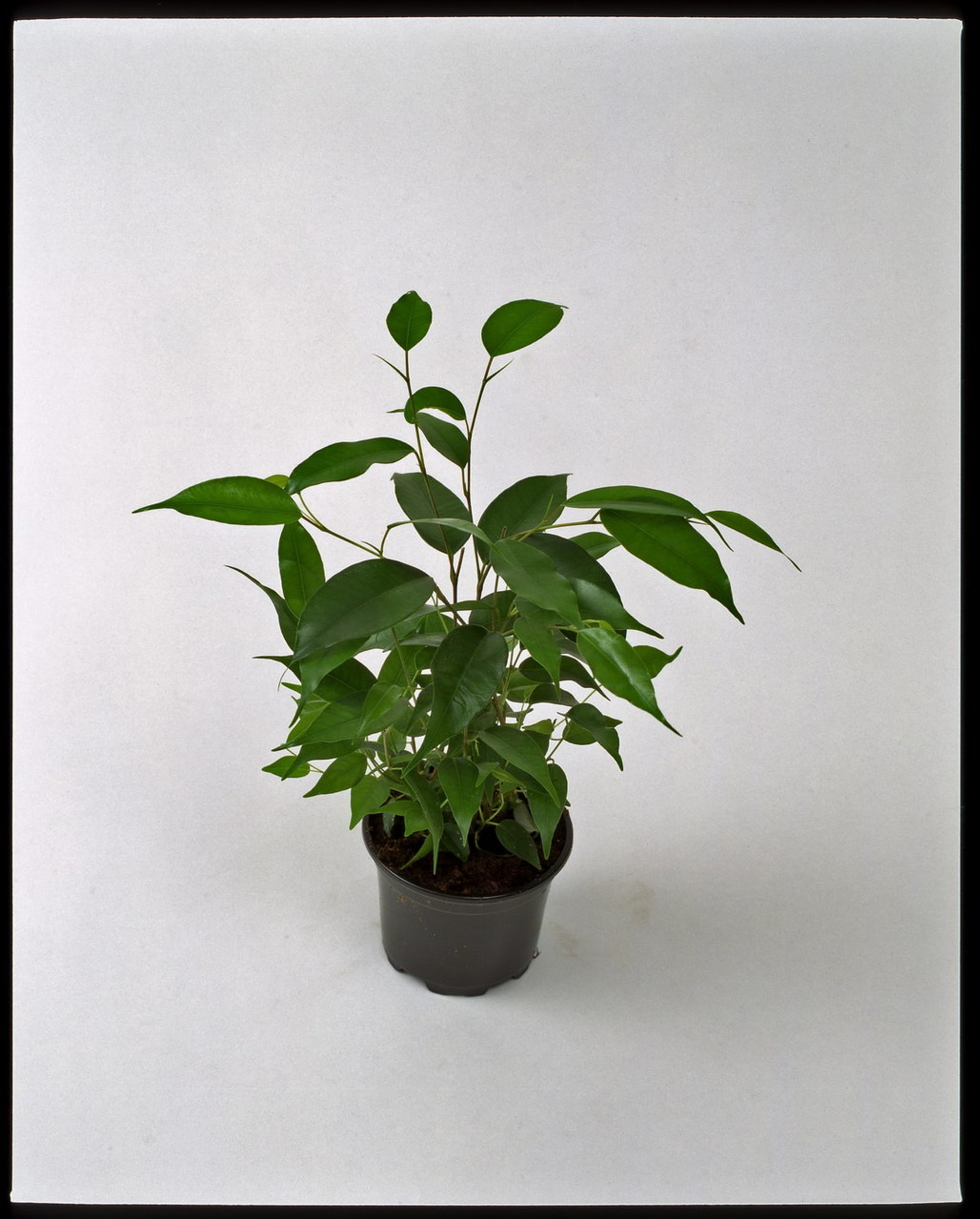 Fíkus/Ficus benjamina