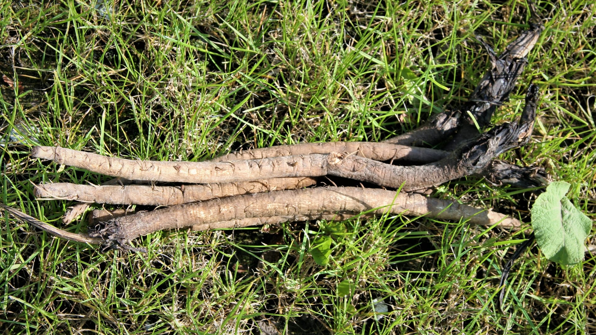 Černý kořen: při vyrývání dlouhých štíhlých kořenů postupujeme opatrně, často se lámou a tím i znehodnocují