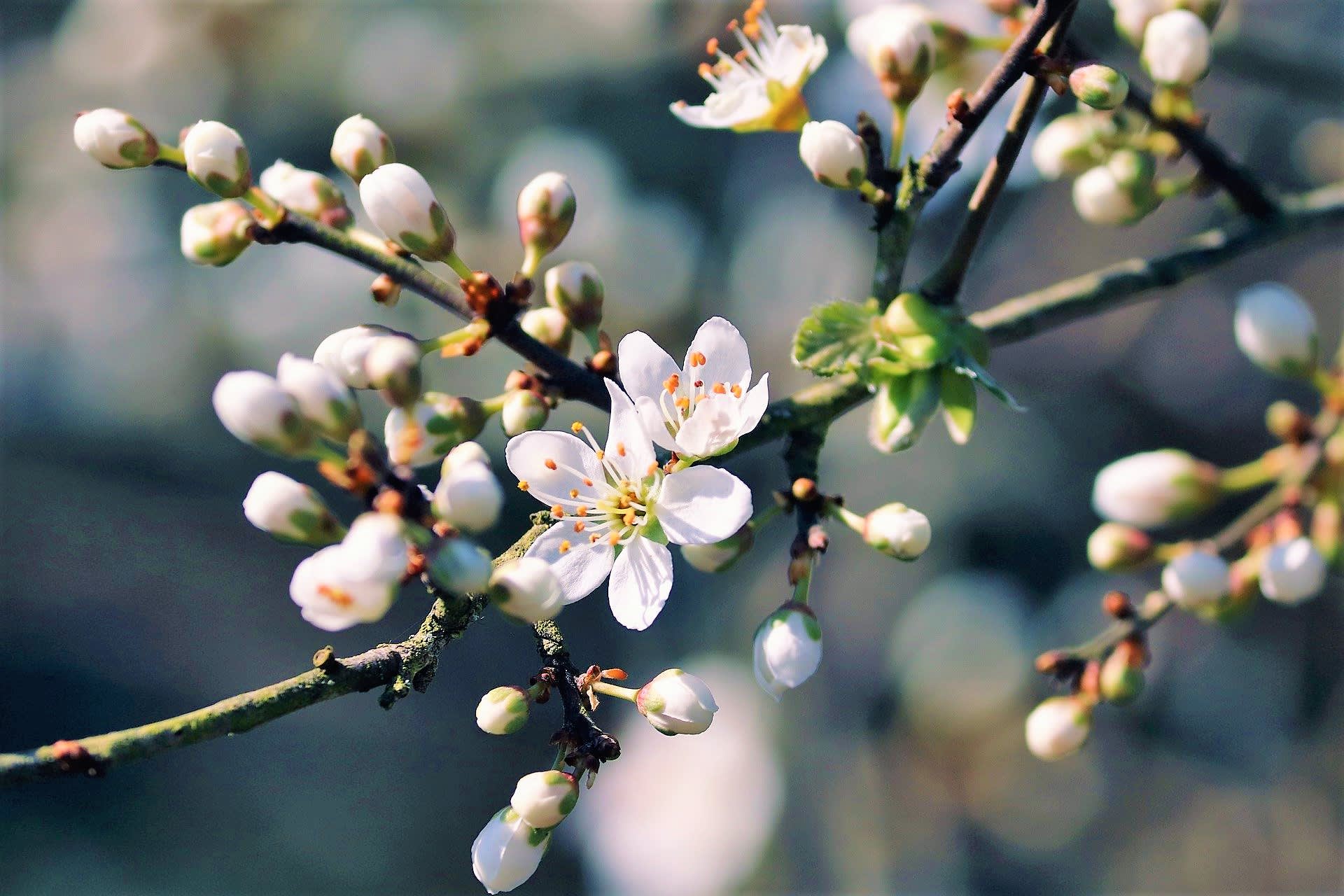 Trnka obecná/Prunus spinosa - květy