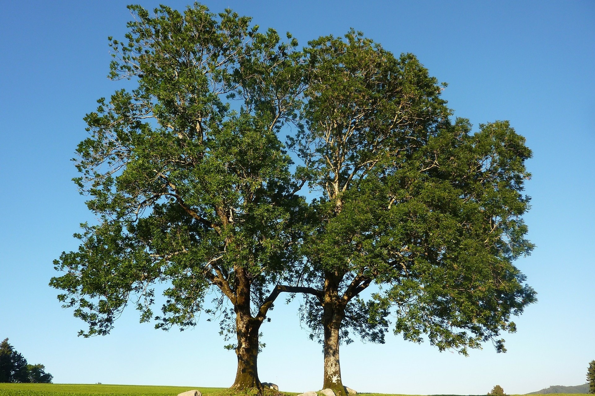 Starý keltský stromový horoskop: Krásný ztepilý strom je patronem lidí, které mají všichni rádi. Když půjdou štěstí naproti, nemůže je minout. Člověk-jasan je pevný, ctižádostivý a velmi schopný. Navíc má výjimečné organizační schopnosti a přirozenou inteligenci.