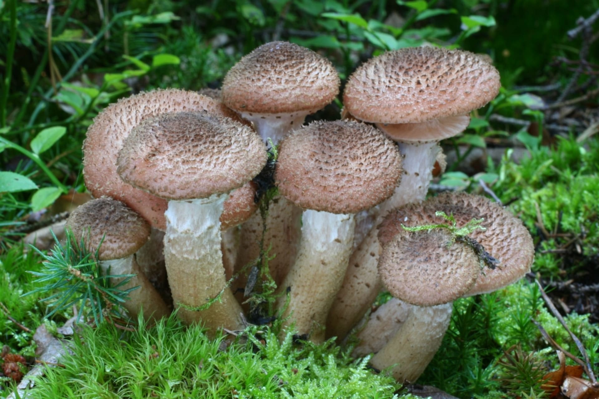 Podzimní houby - Obrázek 19 - Václavka smrková (Armillaria ostoyae)
