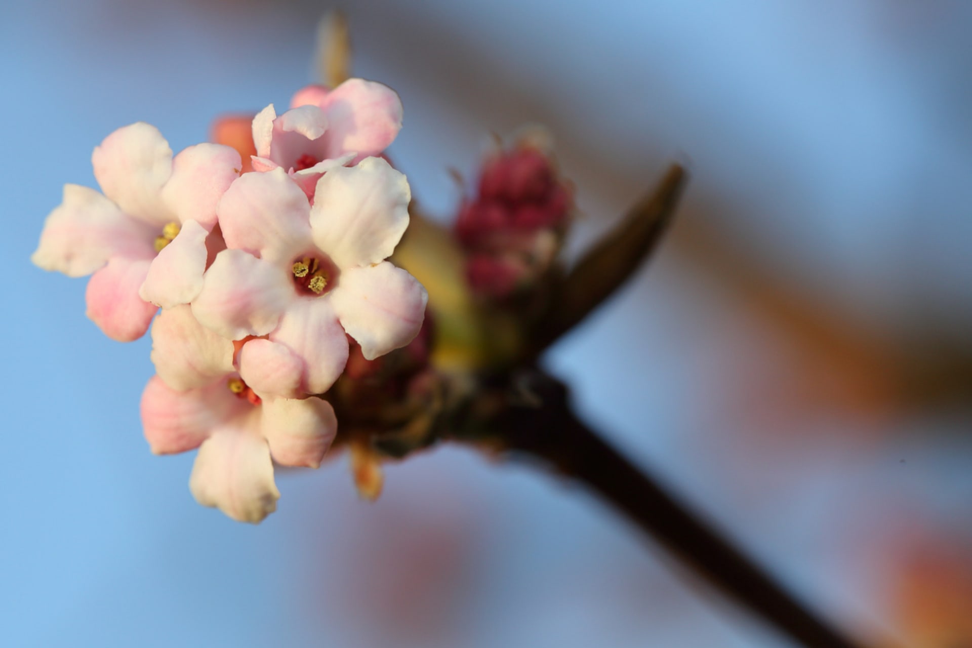 Kalina růžová: Květy nádherně sladce a poměrně silně voní. Květy se na keři začínají objevovat asi druhý nebo třetí rok po výsadbě.