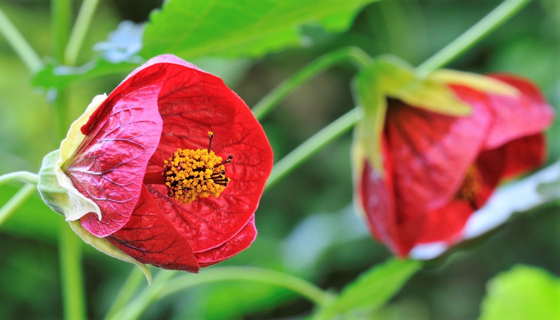 Mračňáky mají nálevkovité květy podobající se květům ibišku čínského, jsou červené, vínové, růžové, losové, oranžové, žluté, čistě bílé či barevně žíhané. Listy některých kultivarů jsou žlutě panašované. 