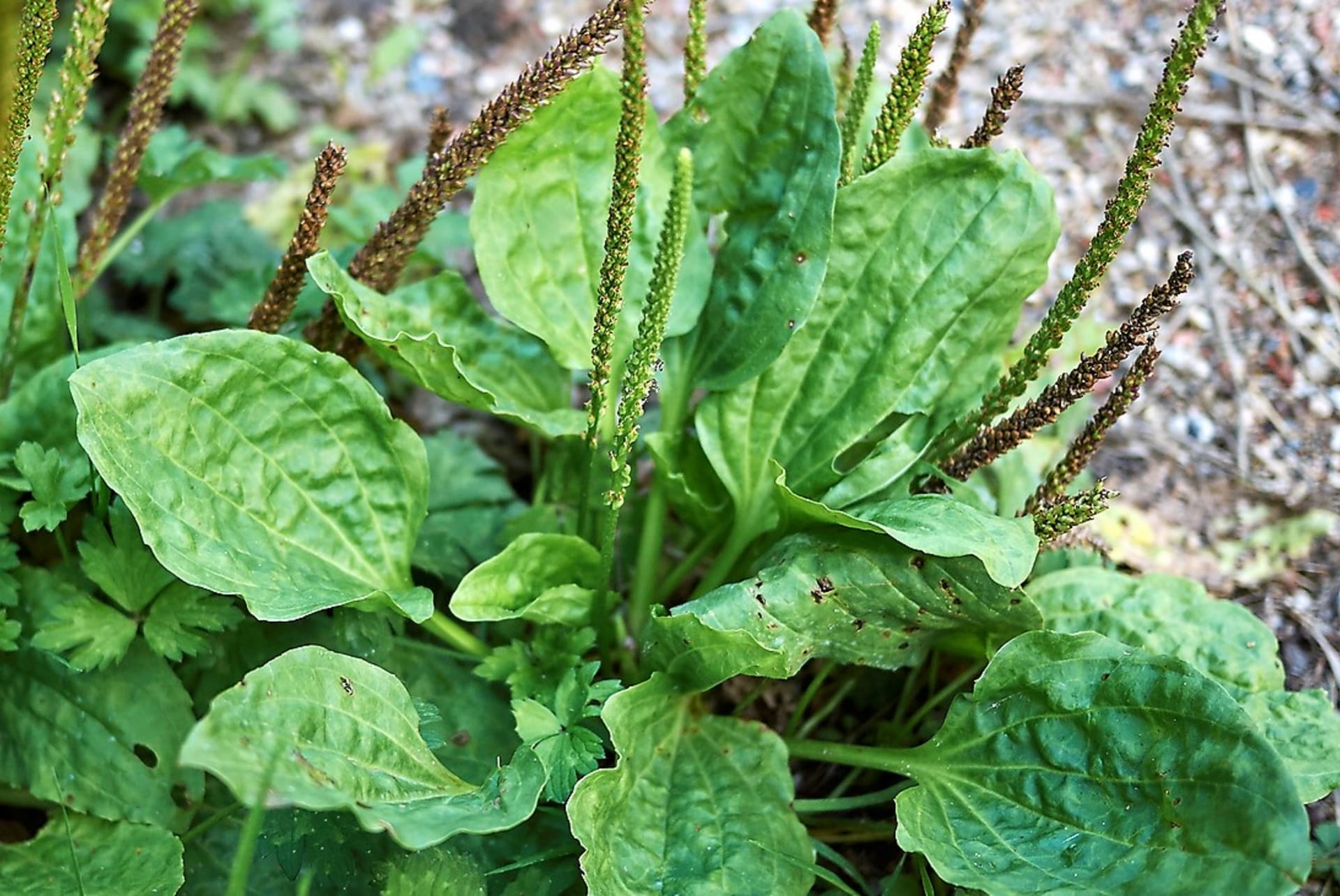 Jak ošetřit drobná poranění při práci na zahradě: Jitrocel větší (Plantago major) díky kyselině křemičité má hojivé a antibakteriální účinky.