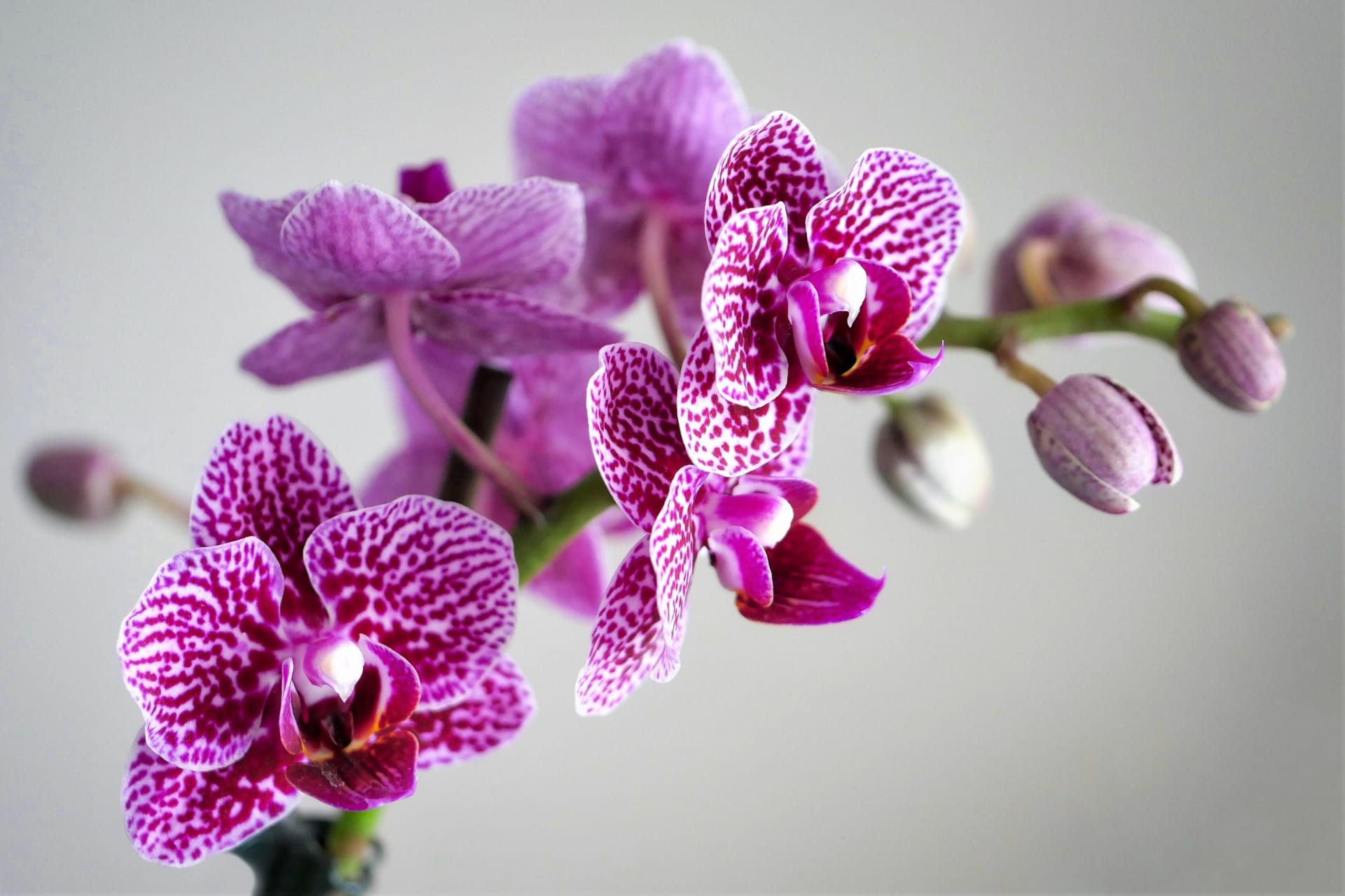 Ženy narozené ve znamení Vodnáře milují originalitu a výjimečnost, takže vaší první volbou při výběru květiny pro ně by měly být exotické orchideje
