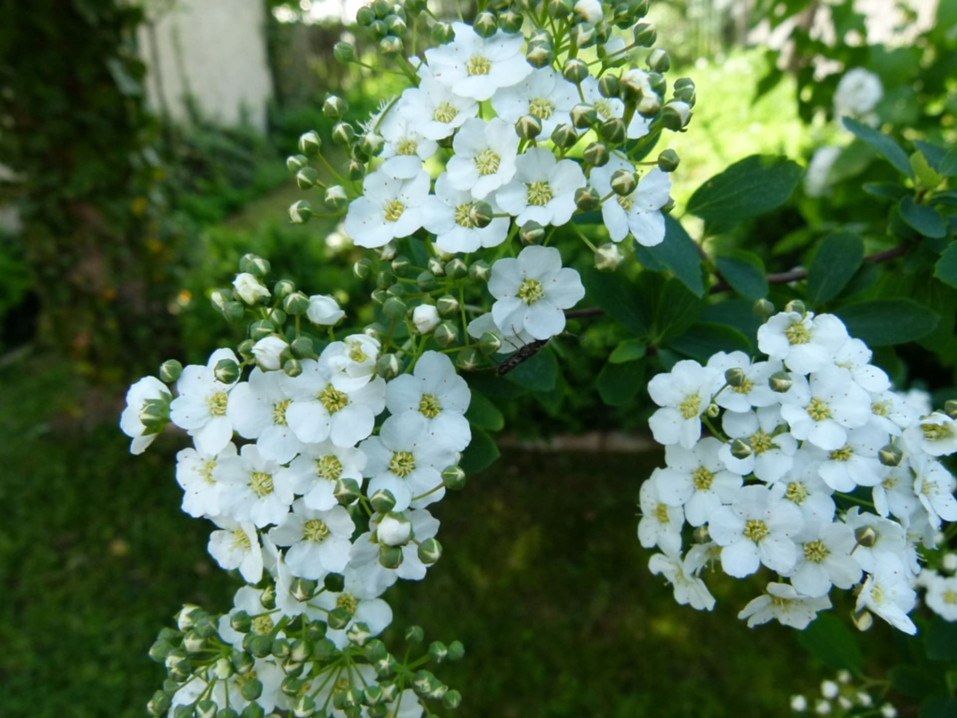 Vysaďte na zahradu bíle kvetoucí keře 3