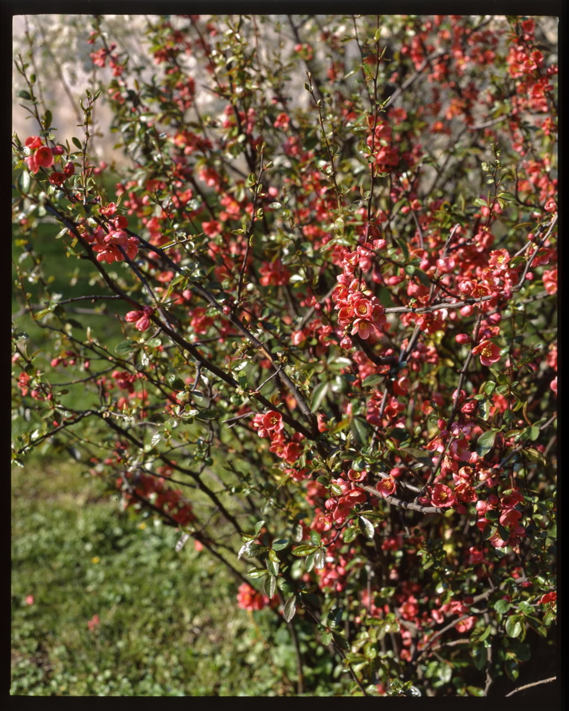 Kdoulovec/Chaenomeles japonica