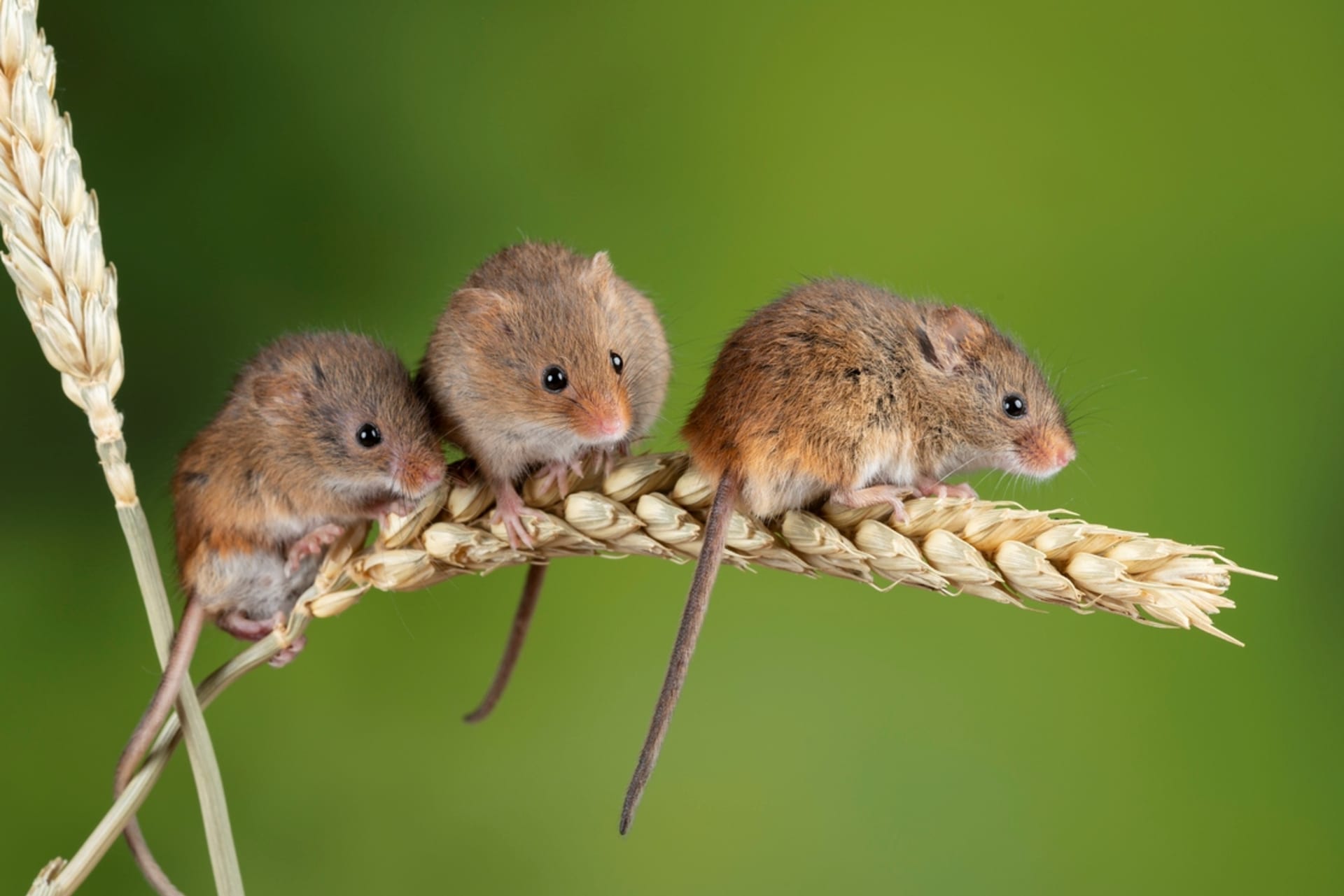 Myška drobná (Micromys minutus) 