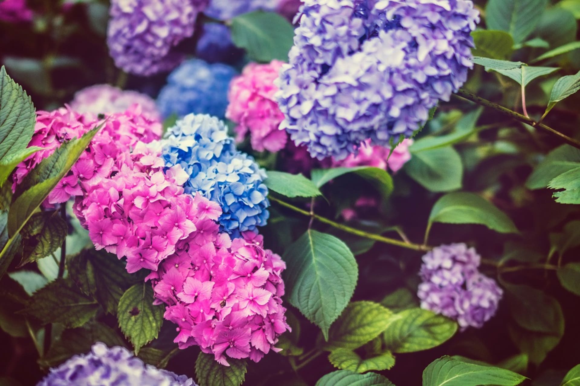 hortenzie modrá a růžová