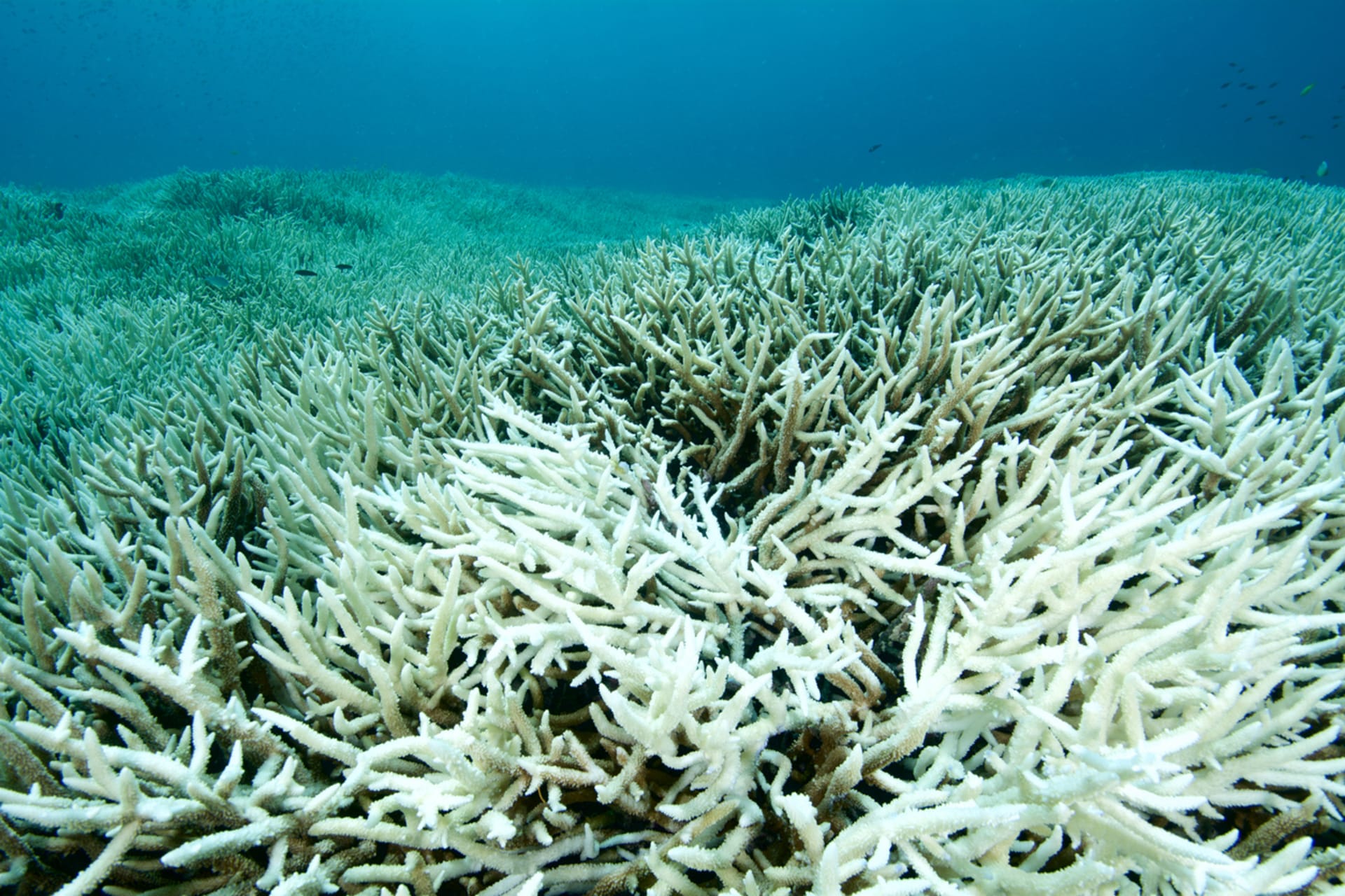 Barva mrtvého korálu je trendem pro rok 2020.