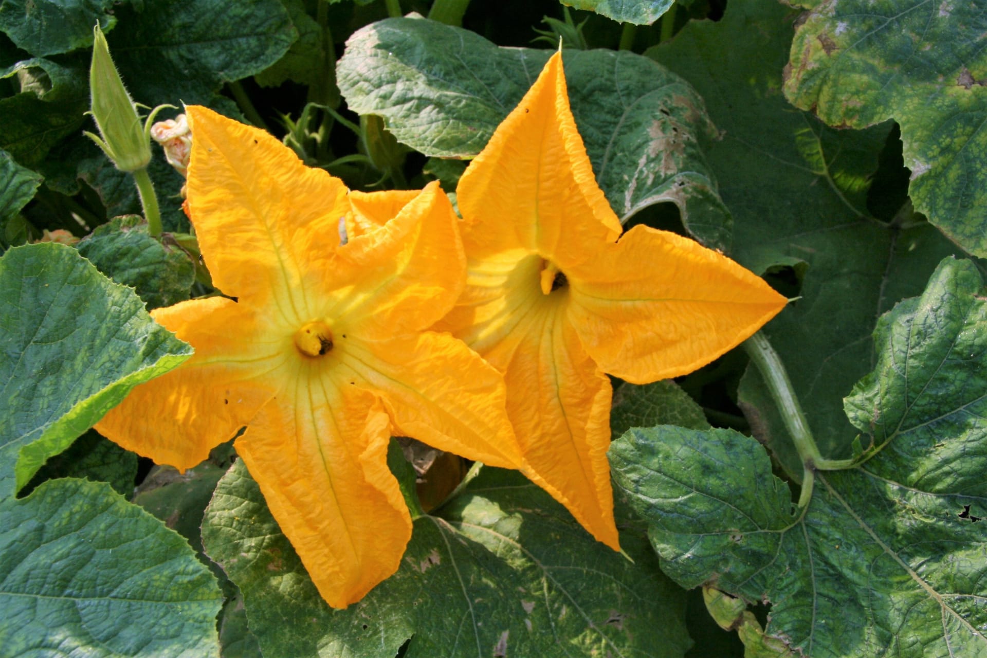 Velké žluté květy cuket fungují jako lákadlo pro opylovače a obsahují velké množství aromatických i chuťových látek. 