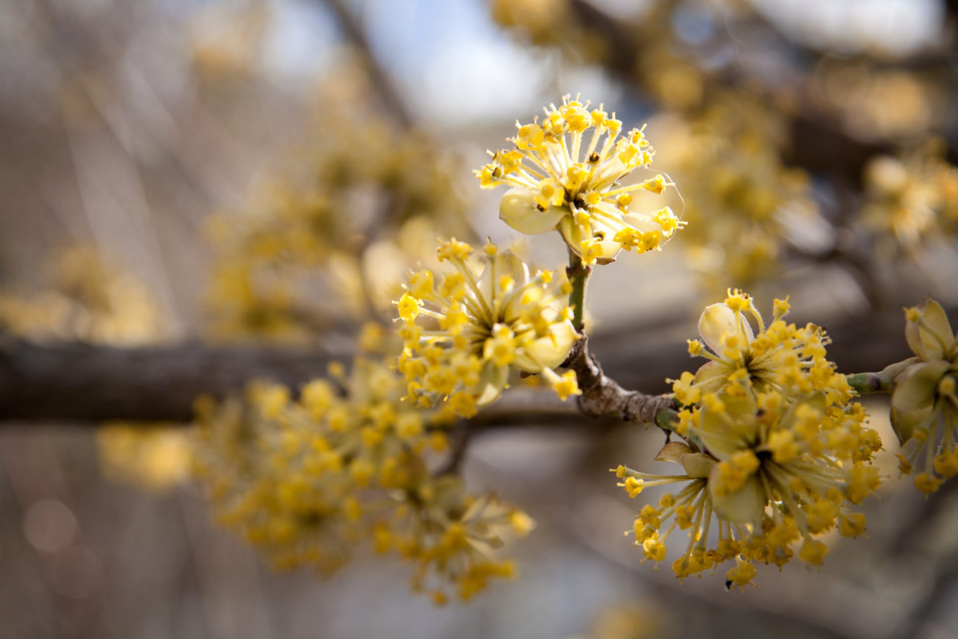 Dřín obecný vykvétá  brzy na jaře, už v březnu, ještě před olistěním keře. Květy jsou velmi výrazné, žluté a poskytují první potravu pro hmyz.