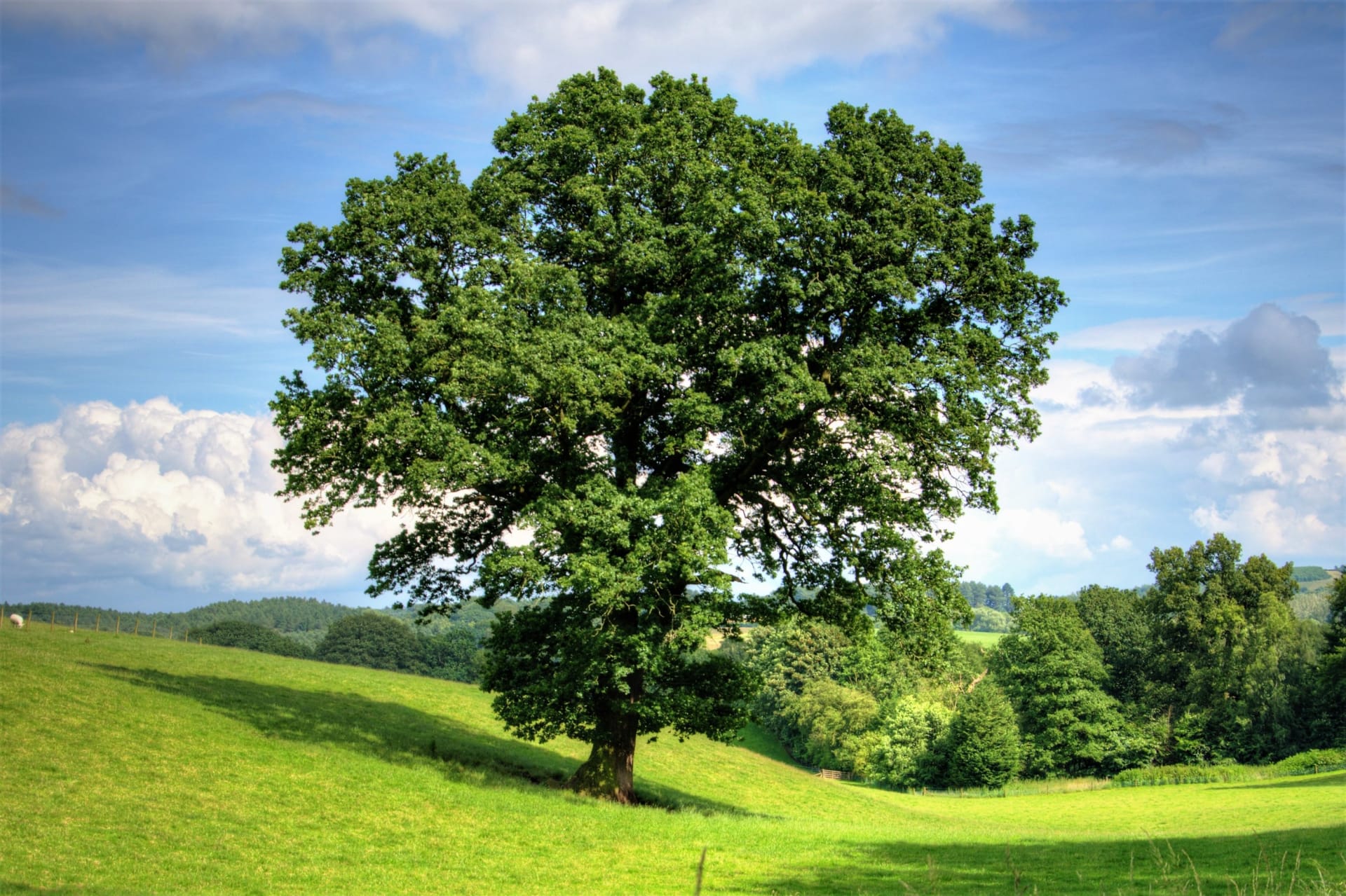 Starý keltský stromový horoskop: Statný strom svou vitalitou určuje povahu člověka narozeného v den jarní rovnodennosti. Dub je obdařen silou, která mu umožňuje odolávat osudu. Má dostatek rozhodnosti, odvahy a je fyzicky zdatný.