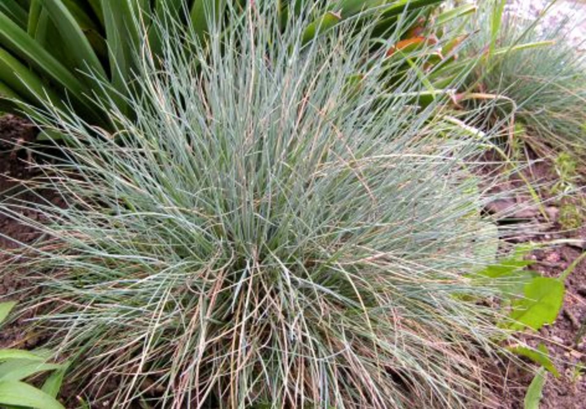 Okrasné traviny pro skalky - Obrázek 7 - Smělek sivý (Koeleria glauca)