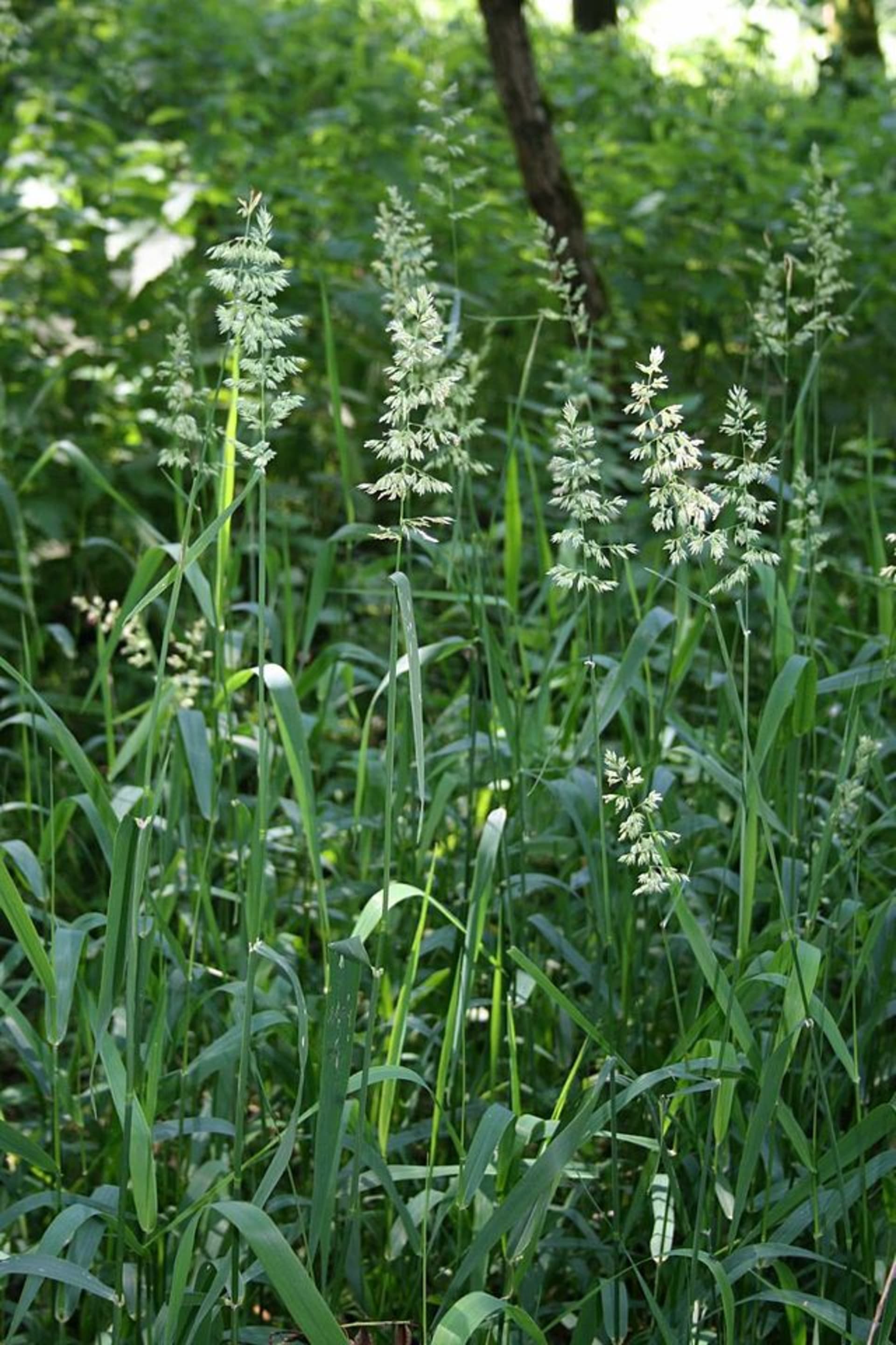 Okrasné traviny k vodě - Obrázek 2 - Lesknice rákosovitá zvaná též Chrastice rákosovitá (Phalaris arundinacea)