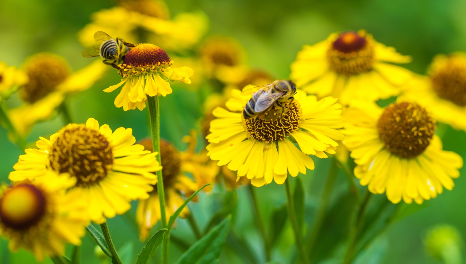 Na Zemi žije v současnosti asi 20 tisíc druhů včel