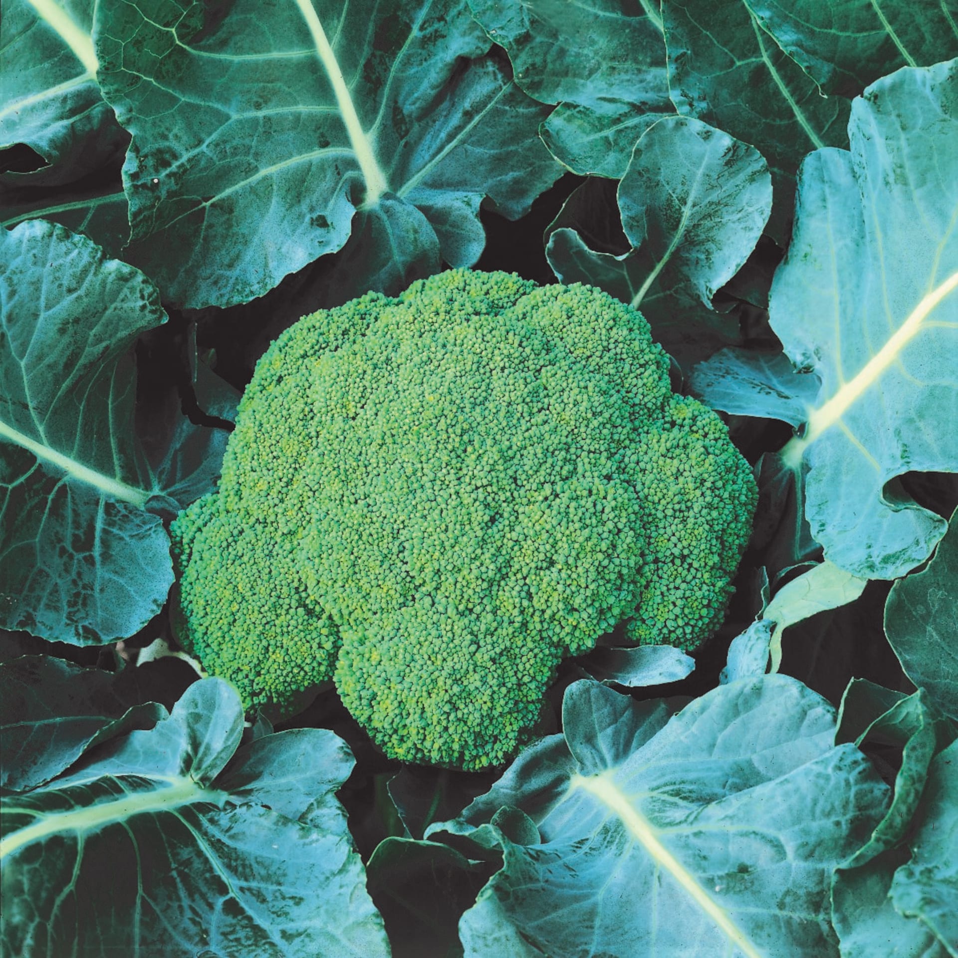 Brokolice 6
