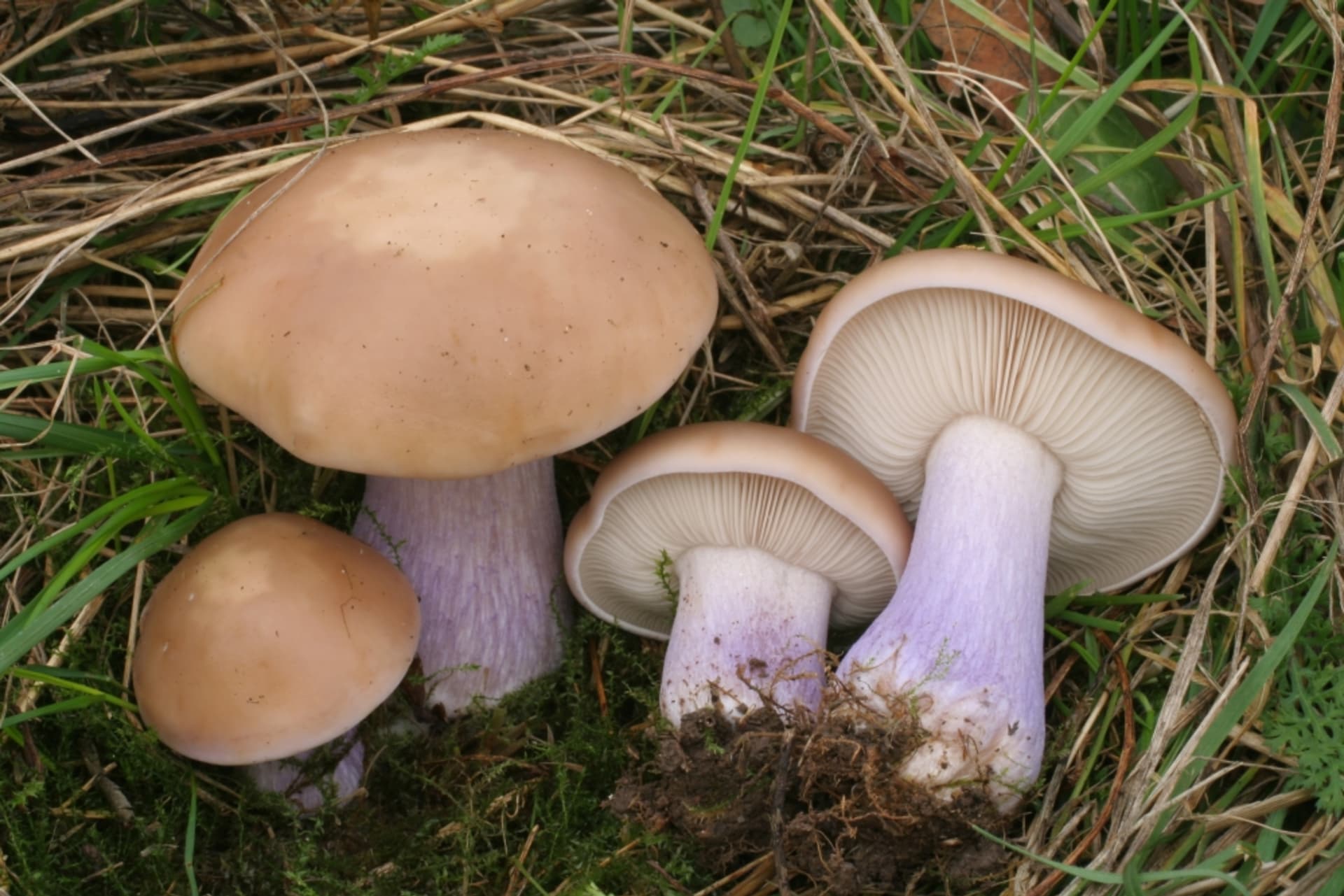 Podzimní houby - Obrázek 2 - Čirůvka dvoubarevná (Lepista saeva)