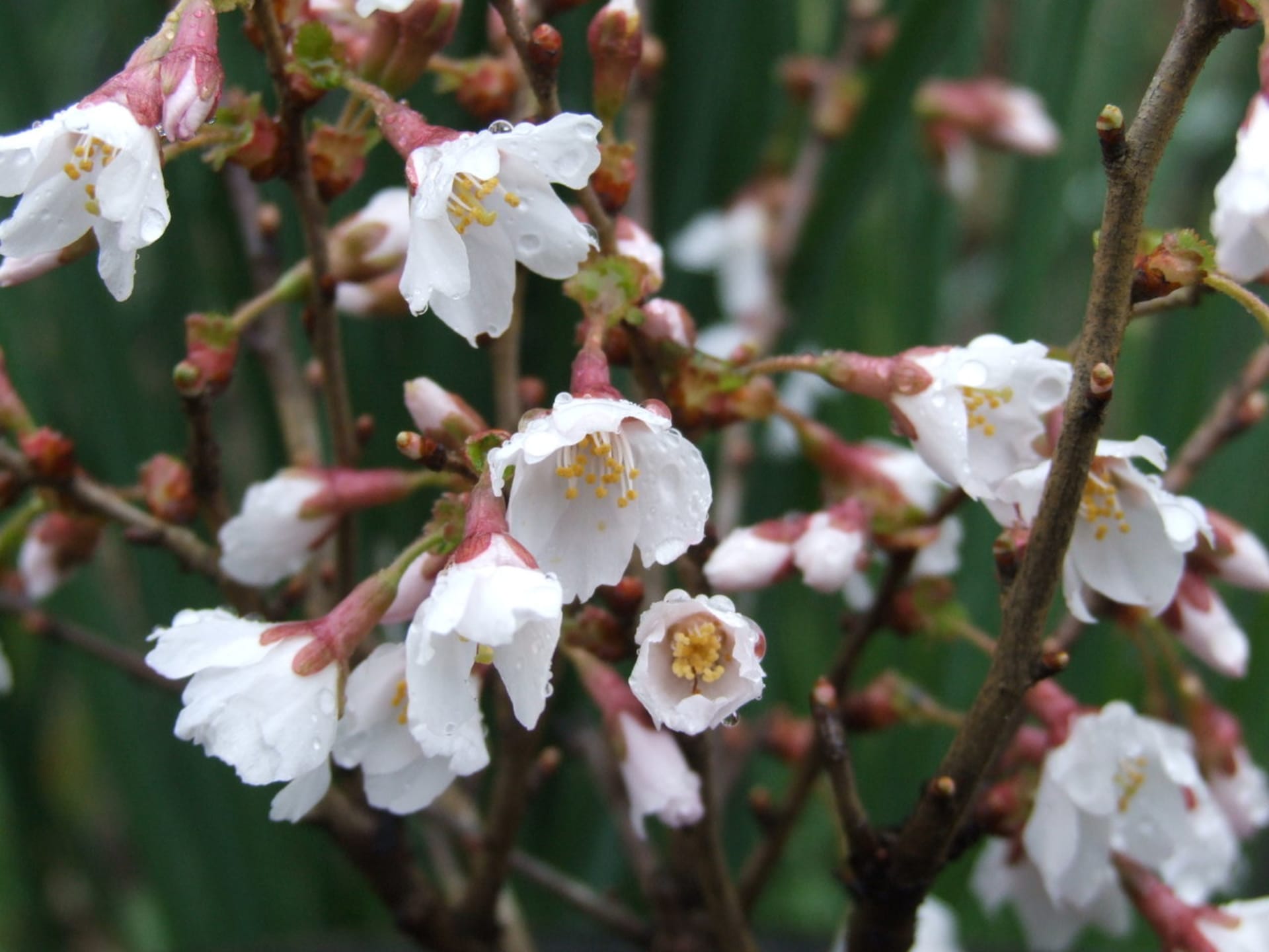 Prunus incisa kojou no mai - Malá sakura