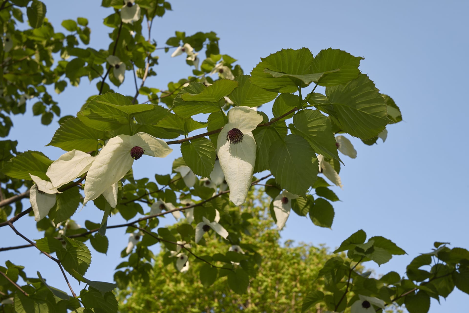Kapesníkový strom: Davidii listenovou můžete pěstovat i na vlastní zahradě 4