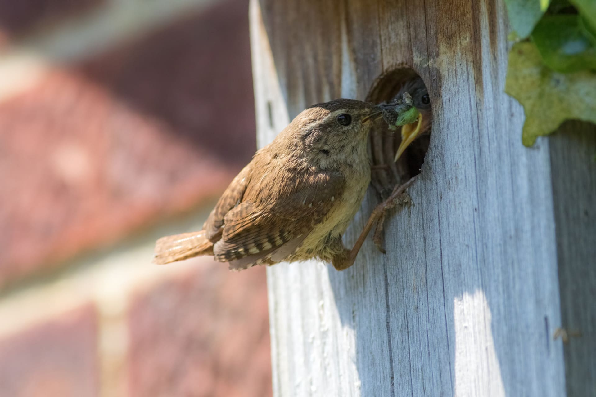 Hnízdní budky pro ptáky si můžete snadno vyrobit sami
