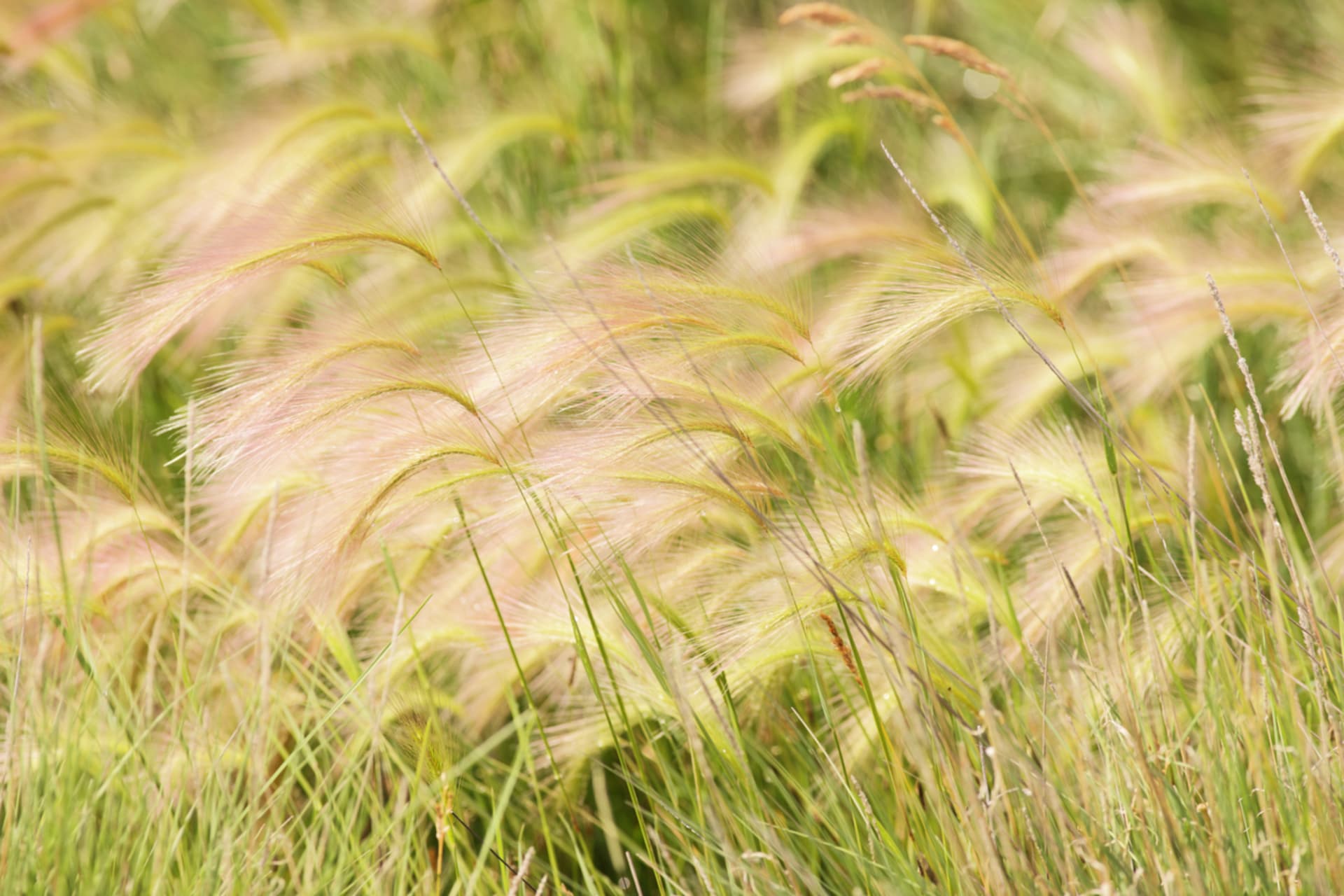Jednoleté okrasné traviny: Doplňkové letničky pro záhony i kytice 3