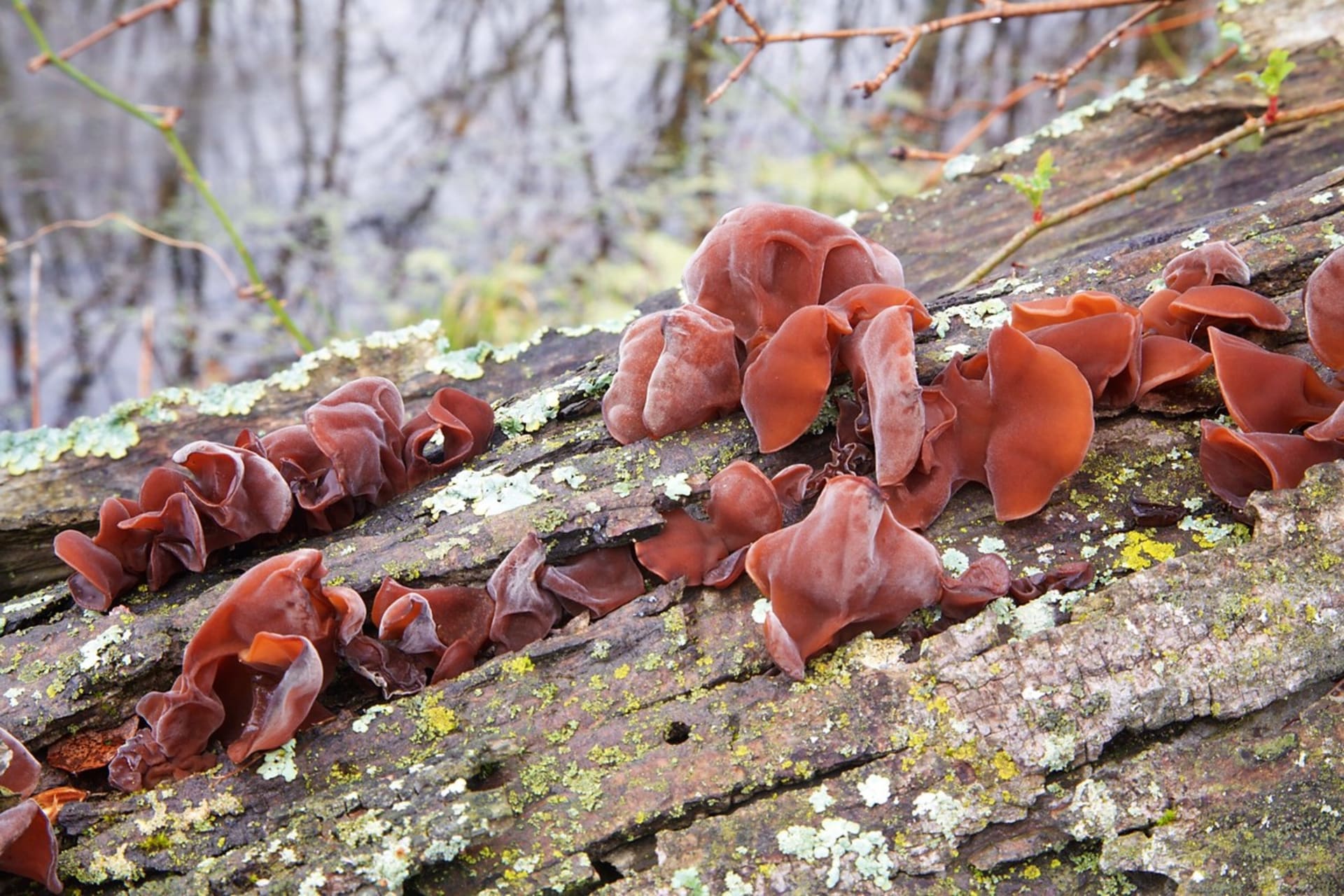 Ucho Jidášovo: Nejlépe se téhle dřevokazné houbě daří v chladnějším počasí, proto na ni můžeme natrefit celý rok, roste i v zimě.