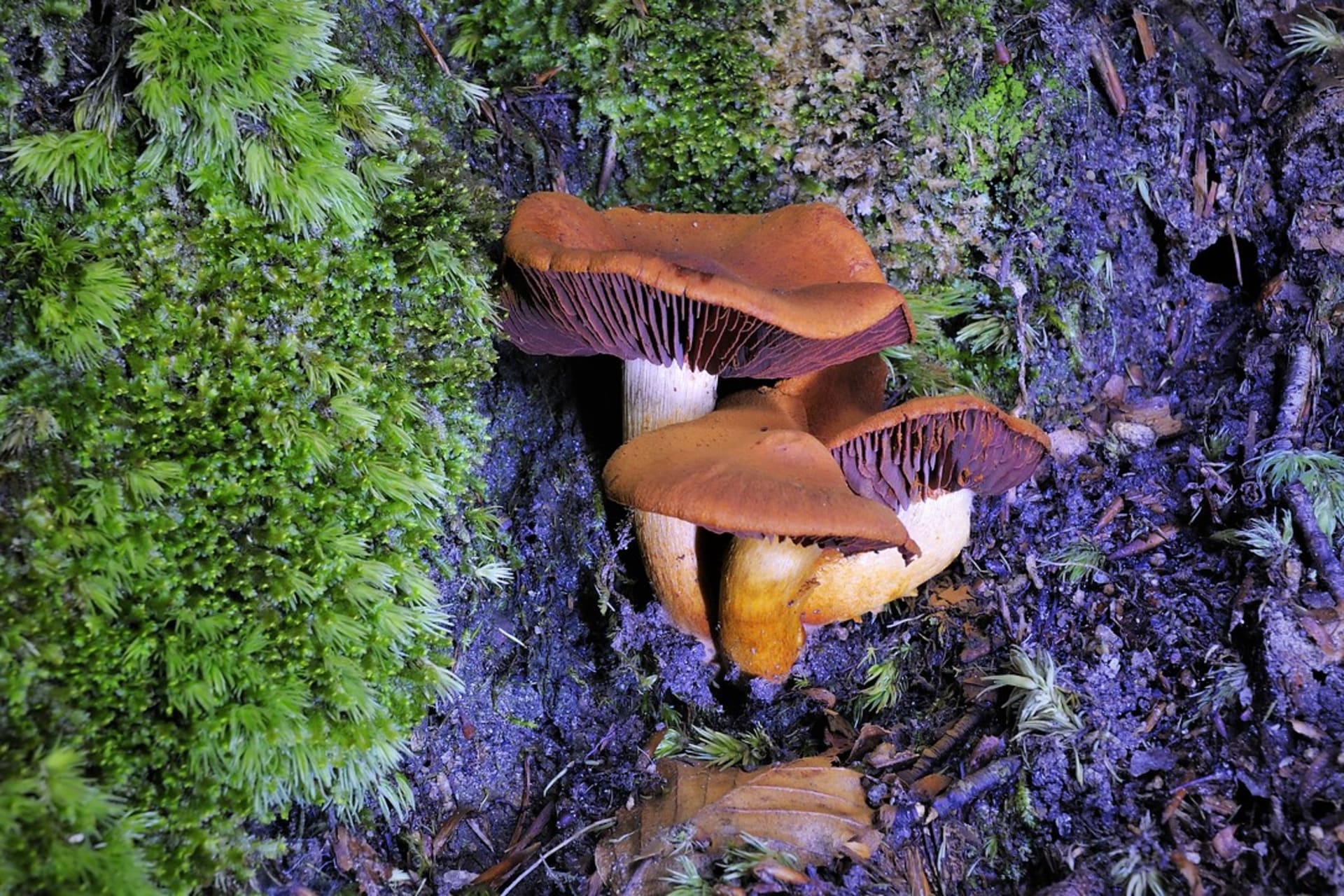 Pavučinec plyšový (Cortinarius orellanus) je smrtelně jedovatá houba,