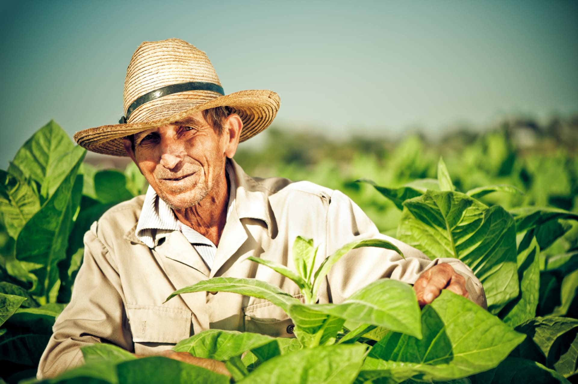 Pěstování tabáku na plantáži