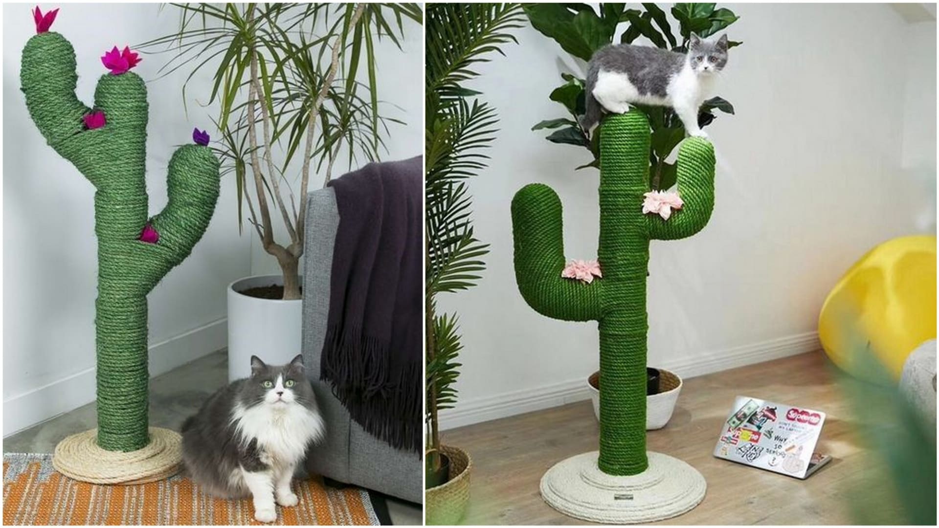 Nechte se inspirovat oblíbenými kaktusy  2