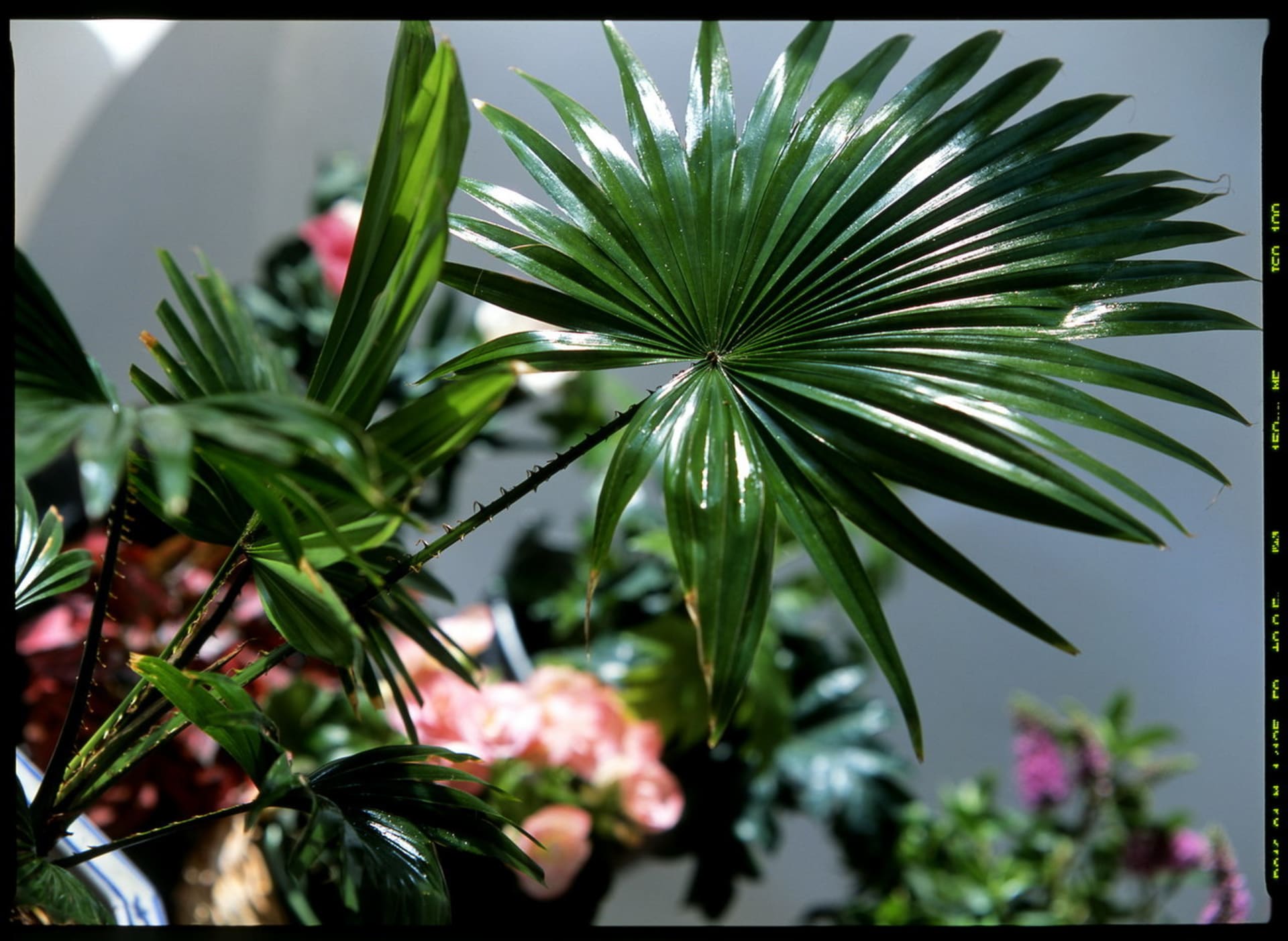 Livistonie/Livistona rotundifolia Queen Palm - detail