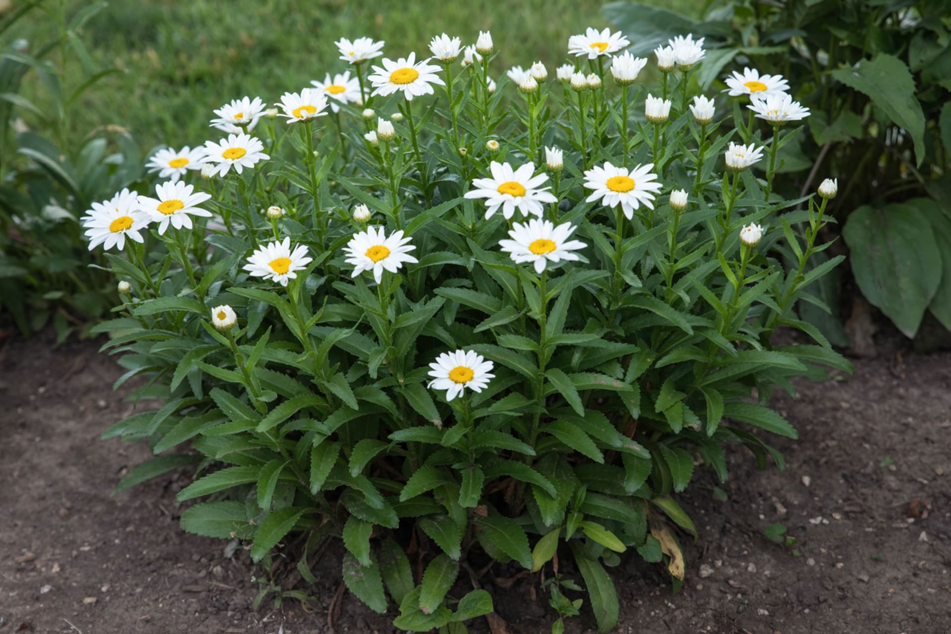 Kopretina velkokvětá (Chrysanthemum maximum)