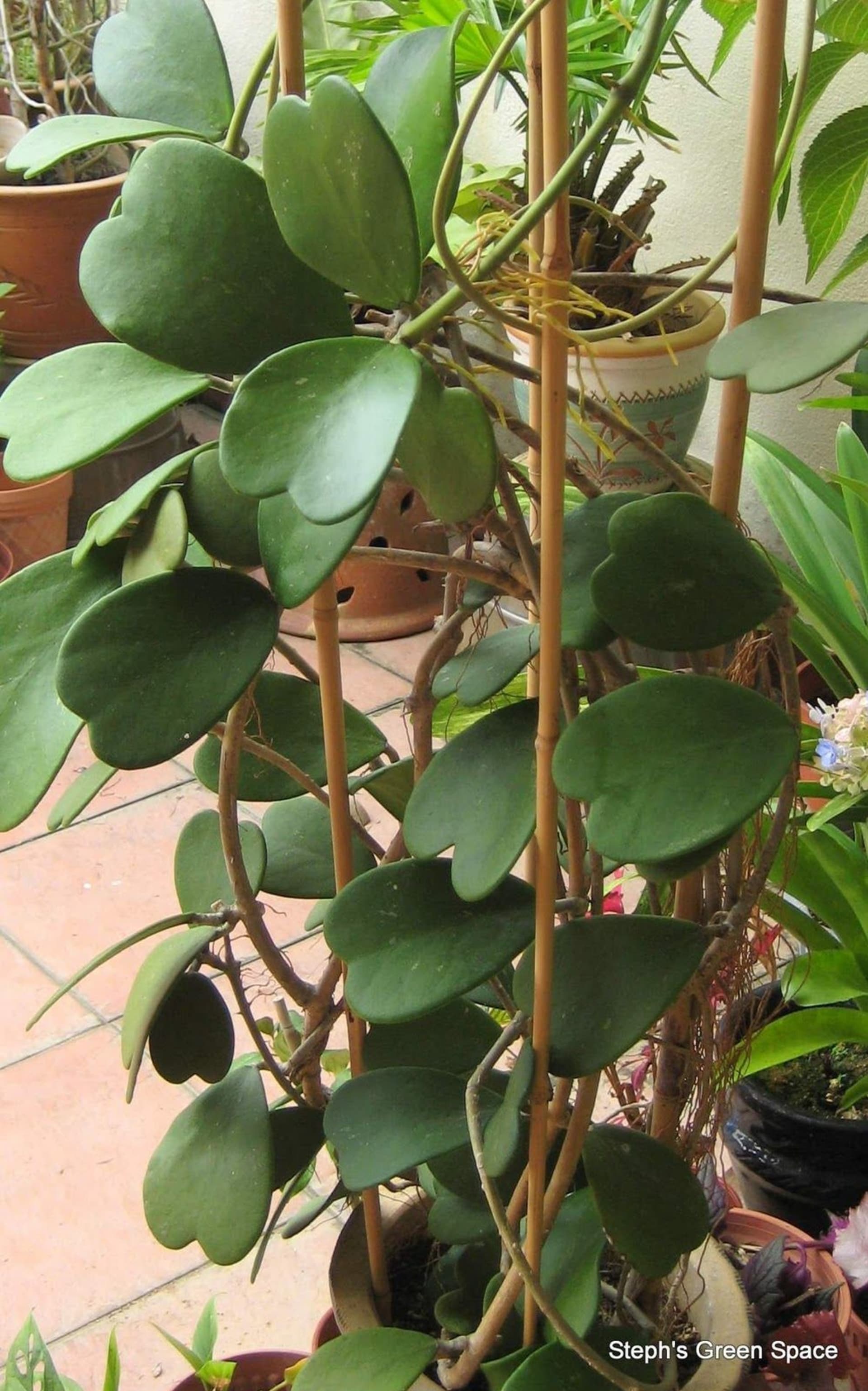 Valentýnská voskovka (Hoya kerrii) 7