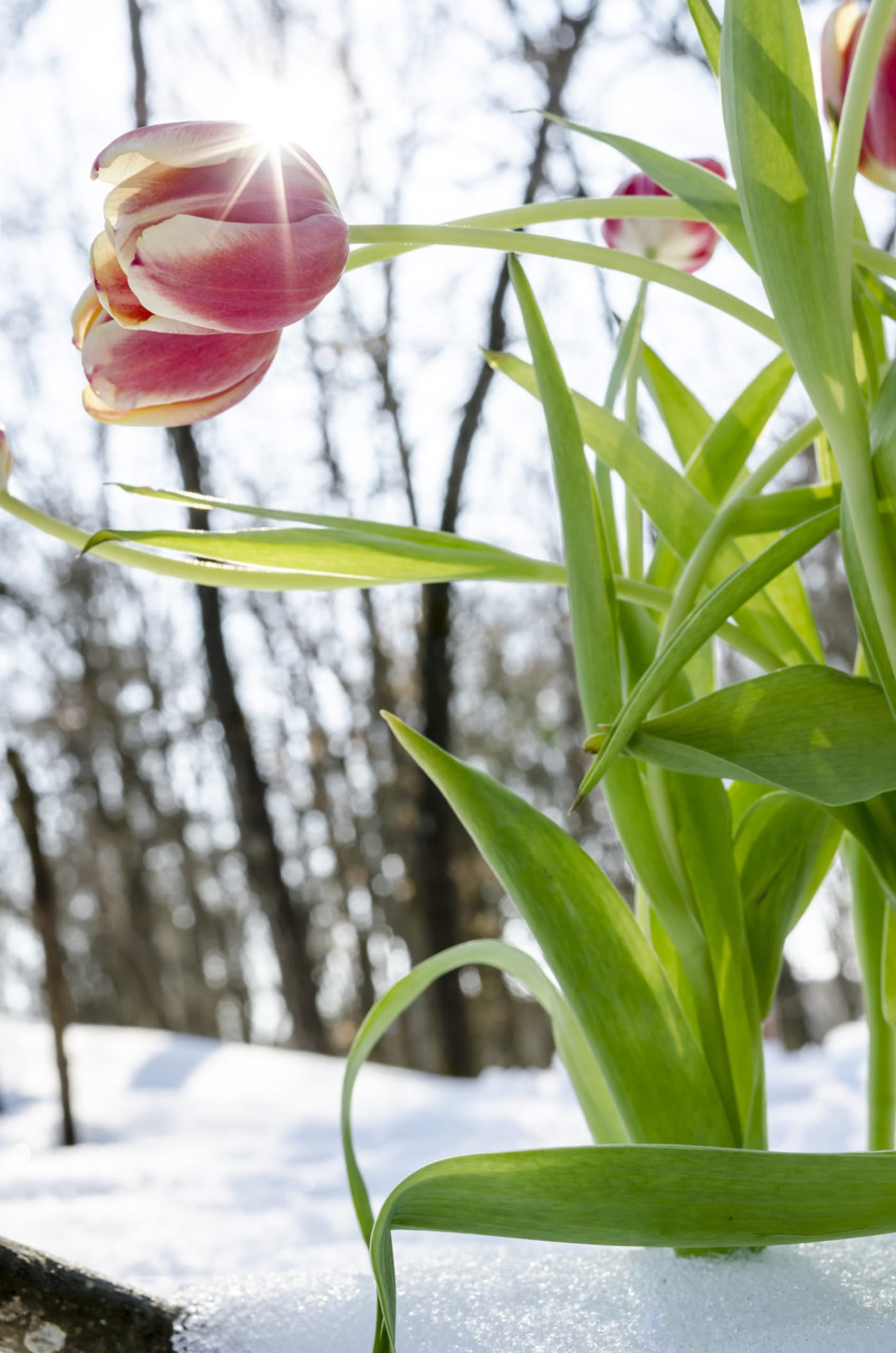První jarní květiny  - Obrázek 4 - Tulipány (Tulipa)