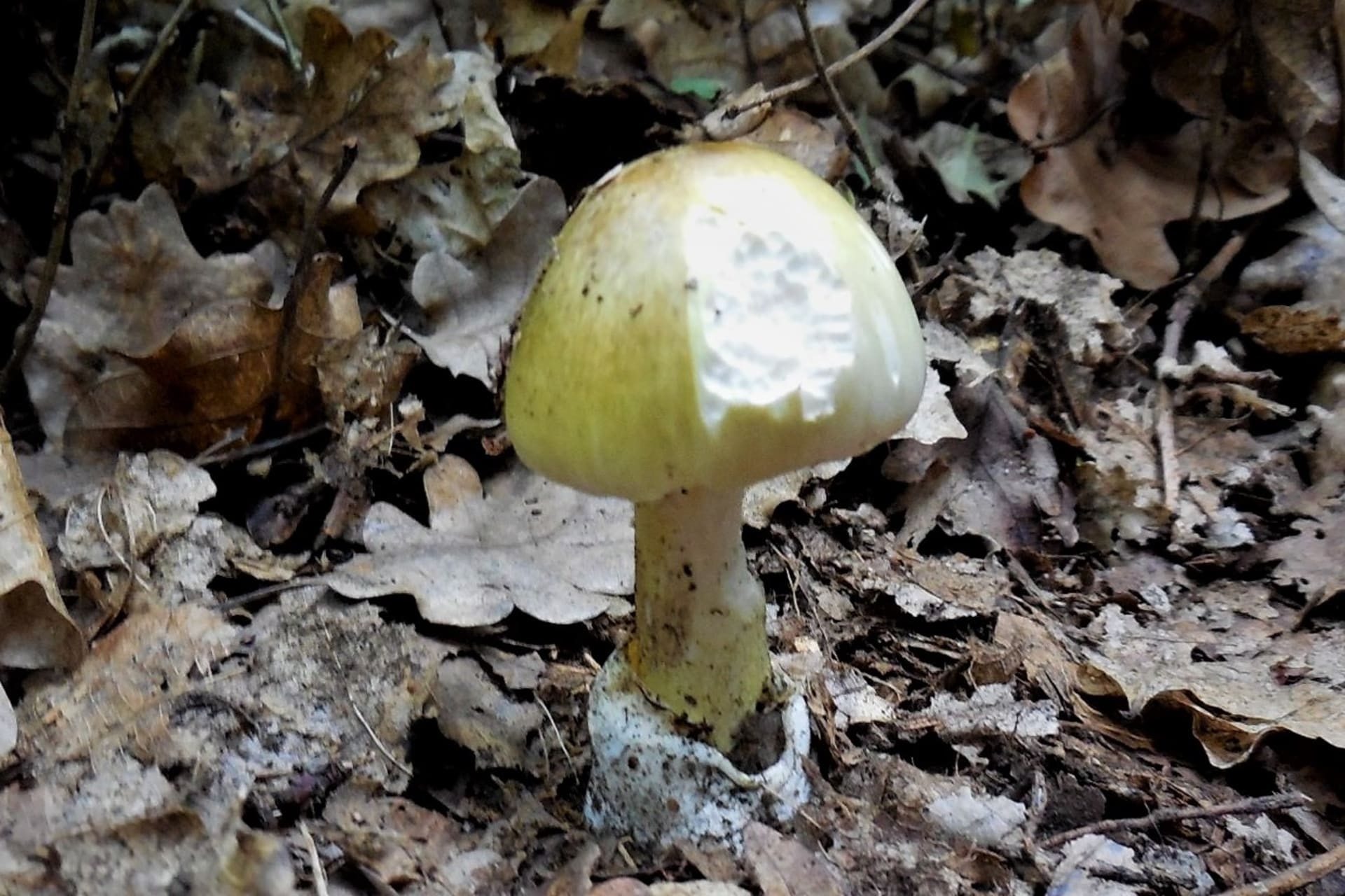 Nejjedovatější a také nejnebezpečnější houbou, na kterou můžeme v lese narazit, je muchomůrka zelená, resp. muchomůrka hlíznatá (Amanita phalloides).