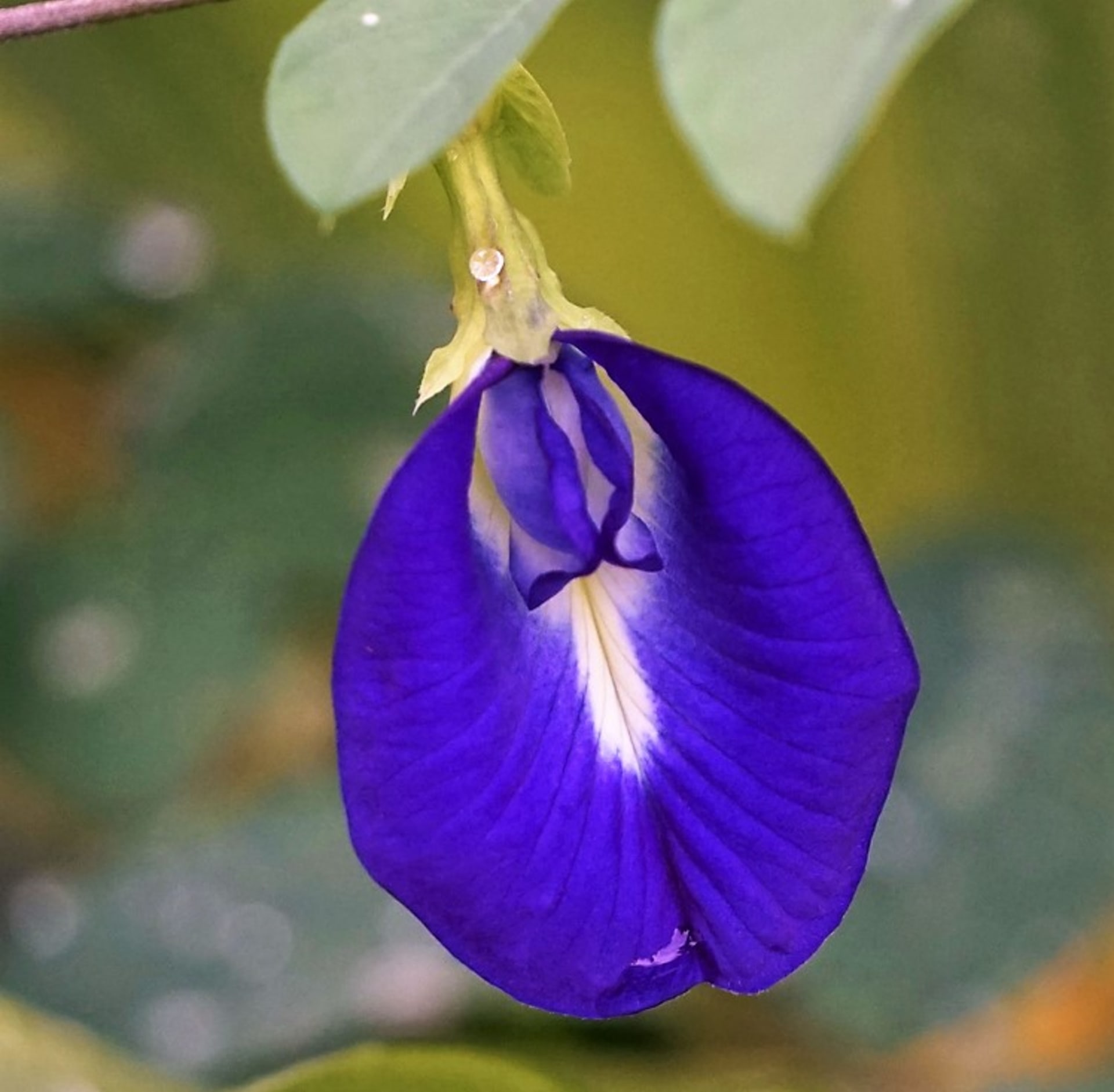 Klitorie má až 6m liány s eliptickými listy a sytě modrofialovými květy (existují i bílé, světle fialové či žluté) velkými asi 3 cm, které nápadně připomínají ženské přirození. 