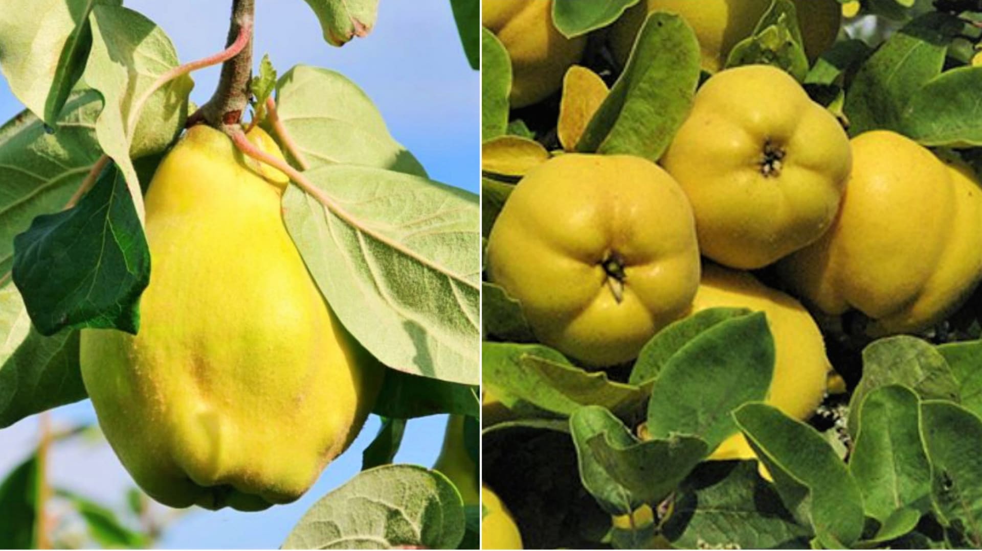 Kdoule jsou žluté, částečně ochmýřené malvice podobající se hruškám nebo jablkům. Mají plstnatou slupku a pronikavé aroma.