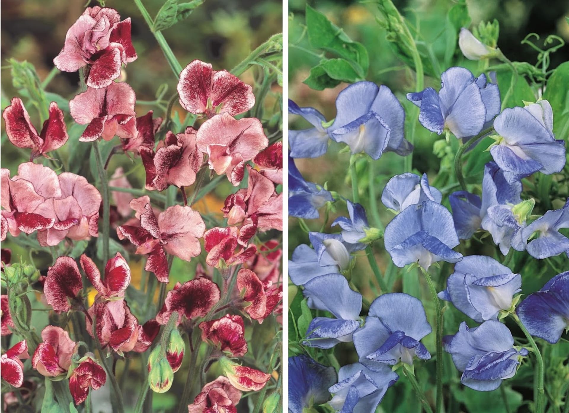 Skupina Ripple má zajímavé panašované květy na bílém podkladu. Kultivary Blue Ripple (modrofialový) a Crimsson Ripple (karmínový) mají voňavé květy, které jsou oblíbené k řezu, vyznačují se netradičním tmavým purpurovým a modrým žíháním na světlém podkladu.