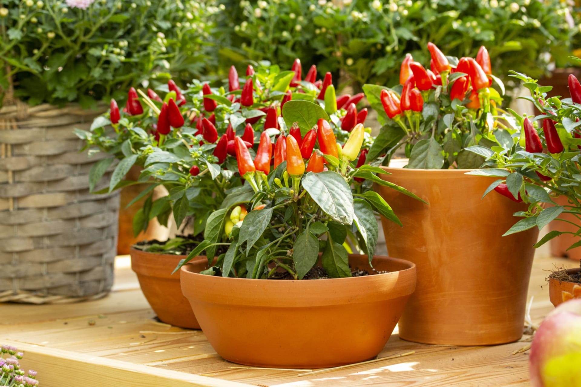 Jak pěstování chilli papriček na balkoně?