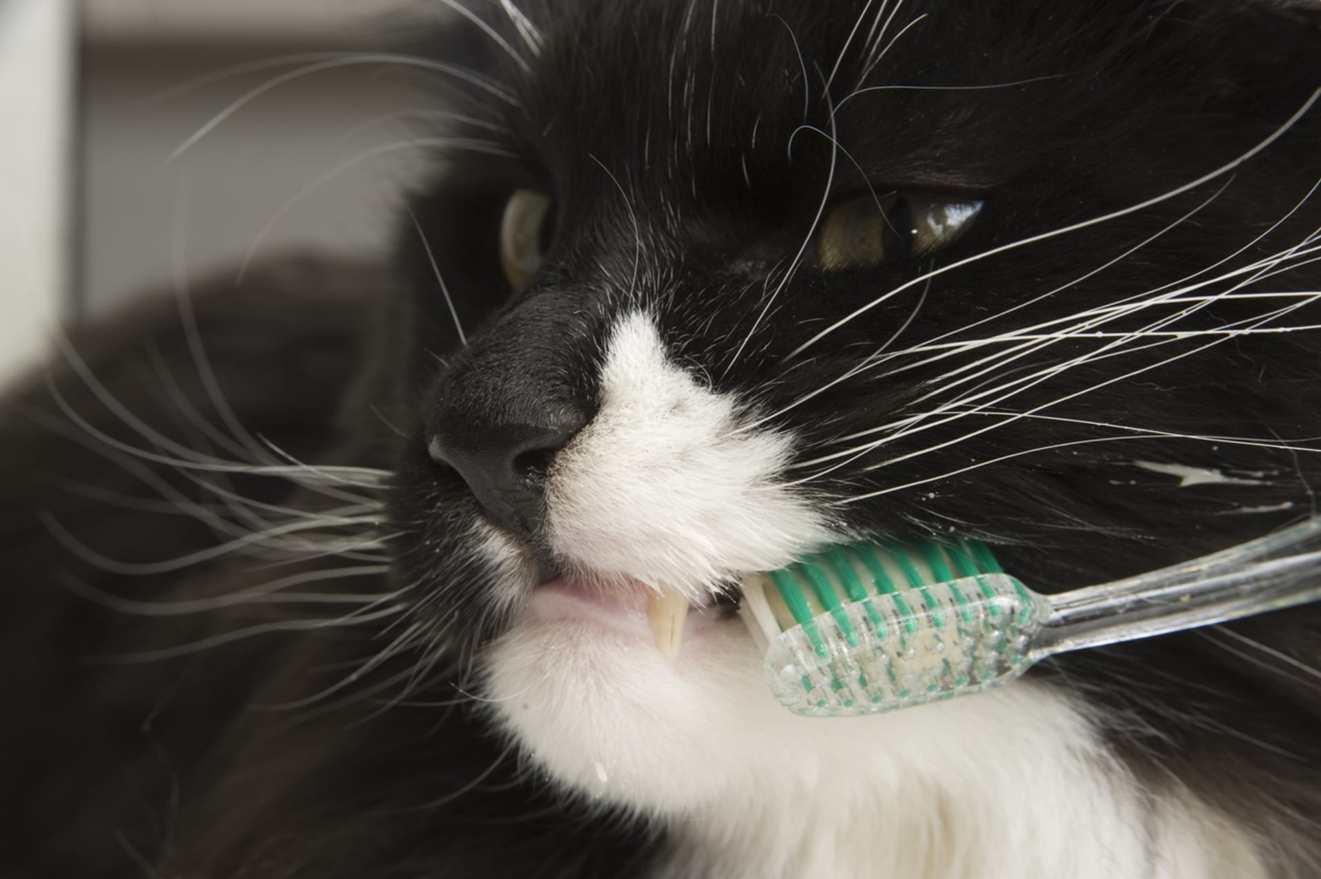 Jak čistit kočkám zuby 3