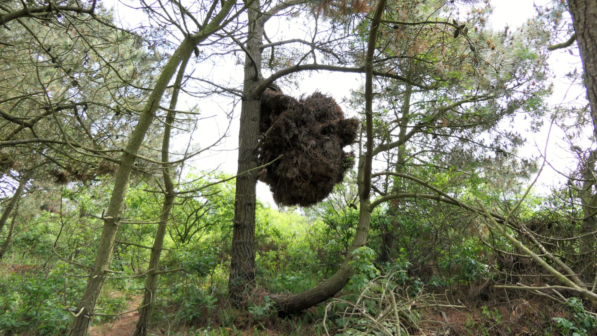 Čarověníky: Zajímavá hnízda na větvích stromů či keřů  