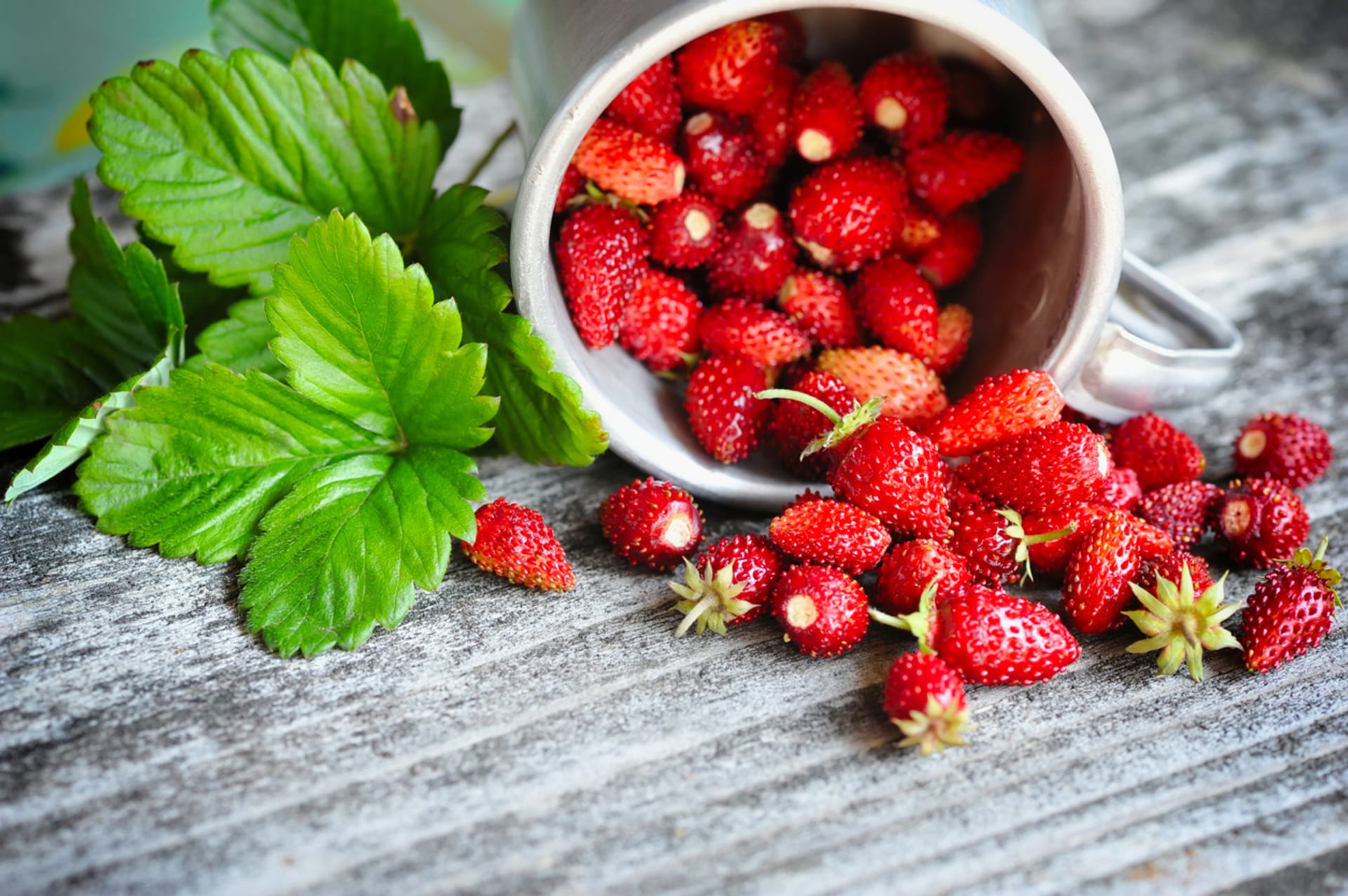 Měsíční jahody: Vypěstujte si drobné jahůdky báječné chuti na vlastním balkonu. Čas výsevu je tady! 3