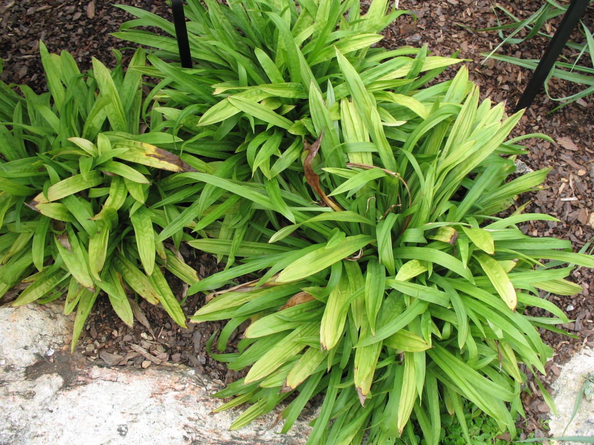 Stínomilné okrasné traviny - Obrázek 3 - Ostřice širokolistá (Carex plantaginea) 